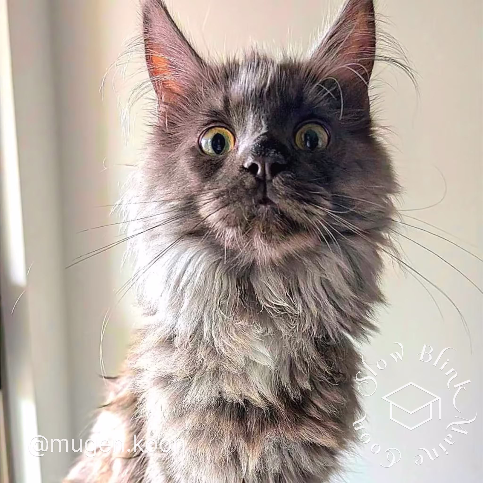 Customer Pictures of their Maine Coon Cats and Kittens who "Graduated" from SlowBlink MaineCoons > mugen.koon | blue smoke maine coon | male | ems code mco as | dec 2024 | idx 24