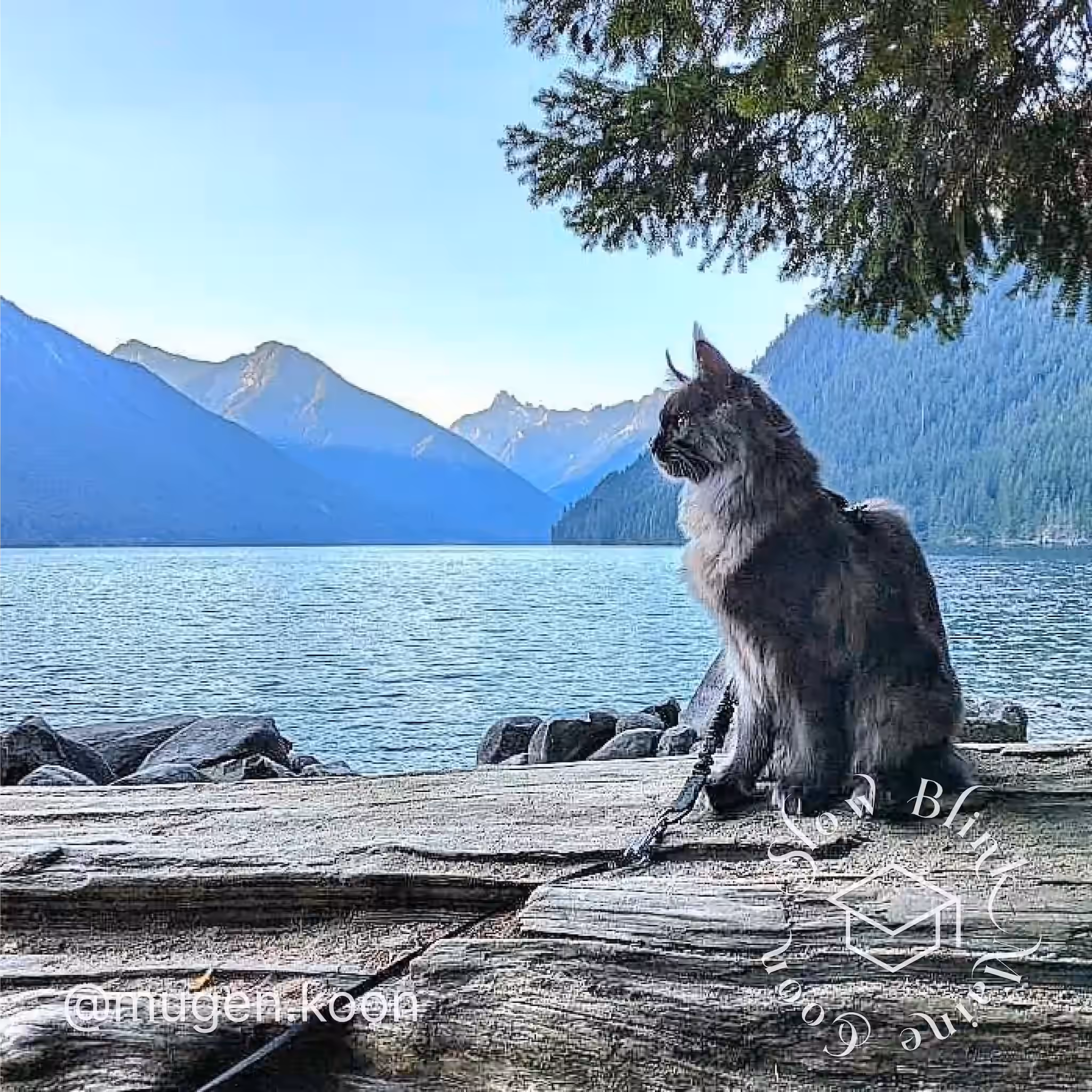Customer Pictures of their Maine Coon Cats and Kittens who "Graduated" from SlowBlink MaineCoons > mugen.koon | blue smoke maine coon | male | ems code mco as | dec 2024 | idx 26