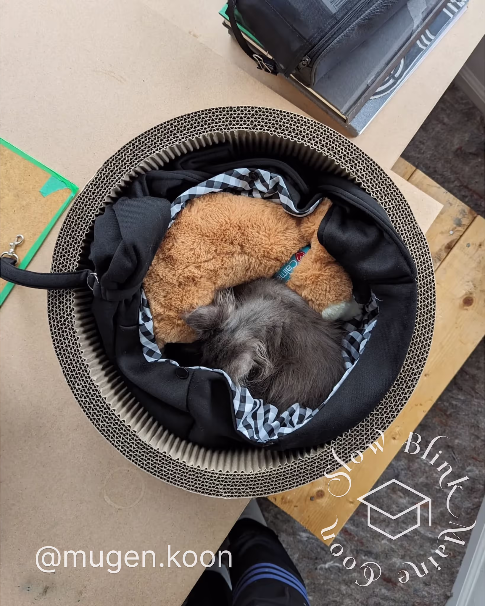 Customer Pictures of their Maine Coon Cats and Kittens who "Graduated" from SlowBlink MaineCoons > mugen.koon | blue smoke maine coon | male | ems code mco as | dec 2024 | idx 27