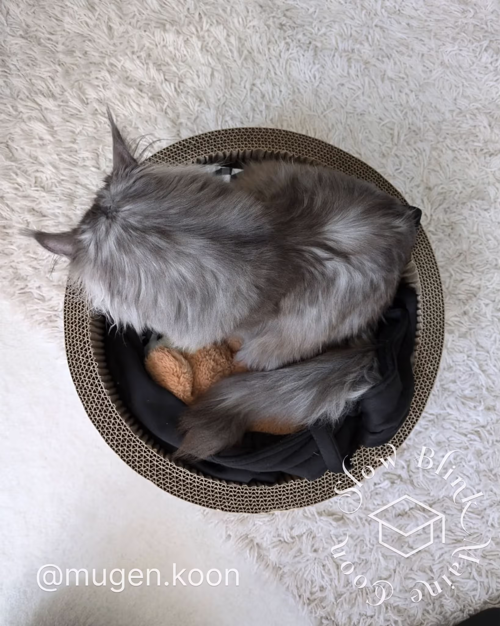 Customer Pictures of their Maine Coon Cats and Kittens who "Graduated" from SlowBlink MaineCoons > mugen.koon | blue smoke maine coon | male | ems code mco as | dec 2024 | idx 28