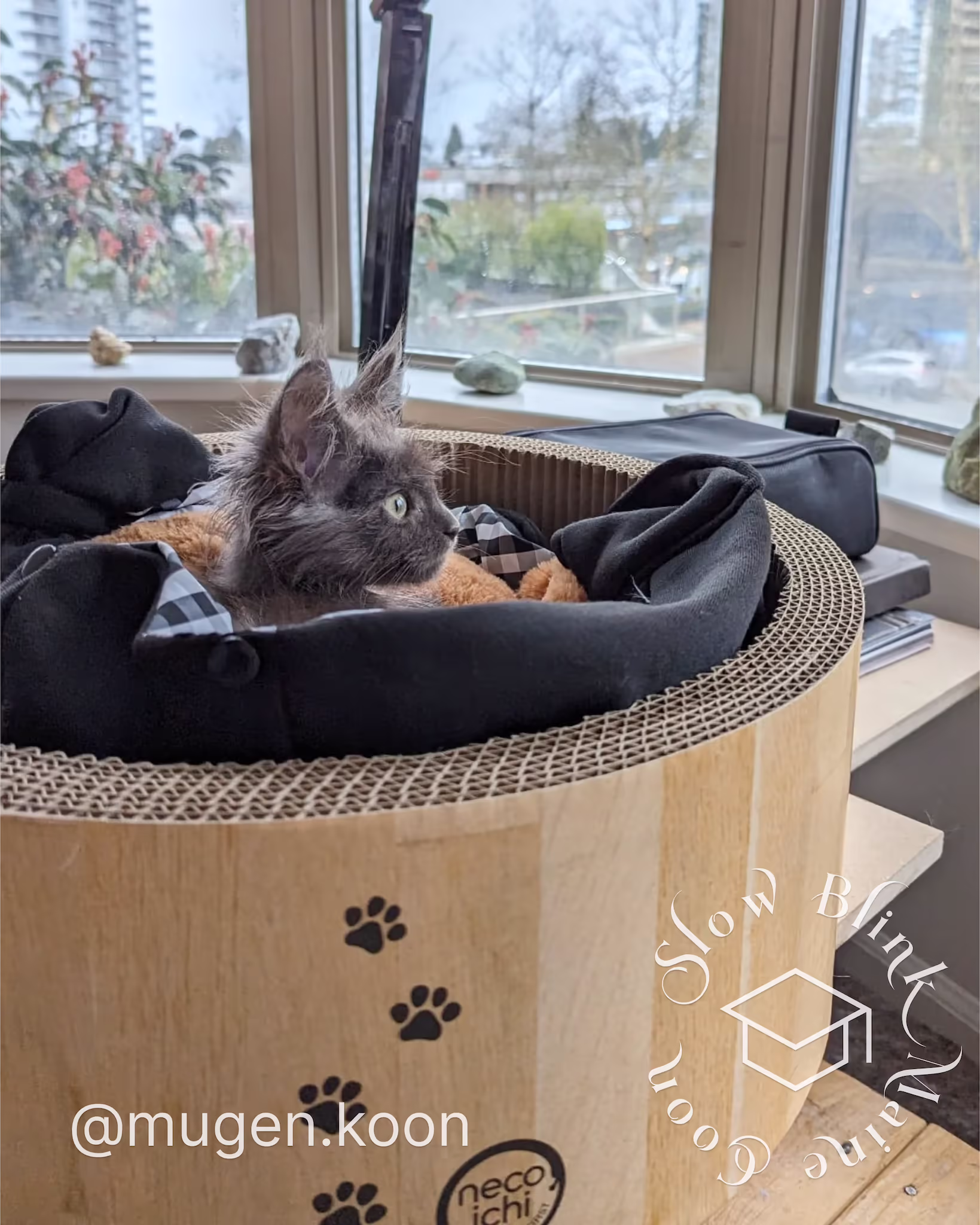 Customer Pictures of their Maine Coon Cats and Kittens who "Graduated" from SlowBlink MaineCoons > mugen.koon | blue smoke maine coon | male | ems code mco as | dec 2024 | idx 30
