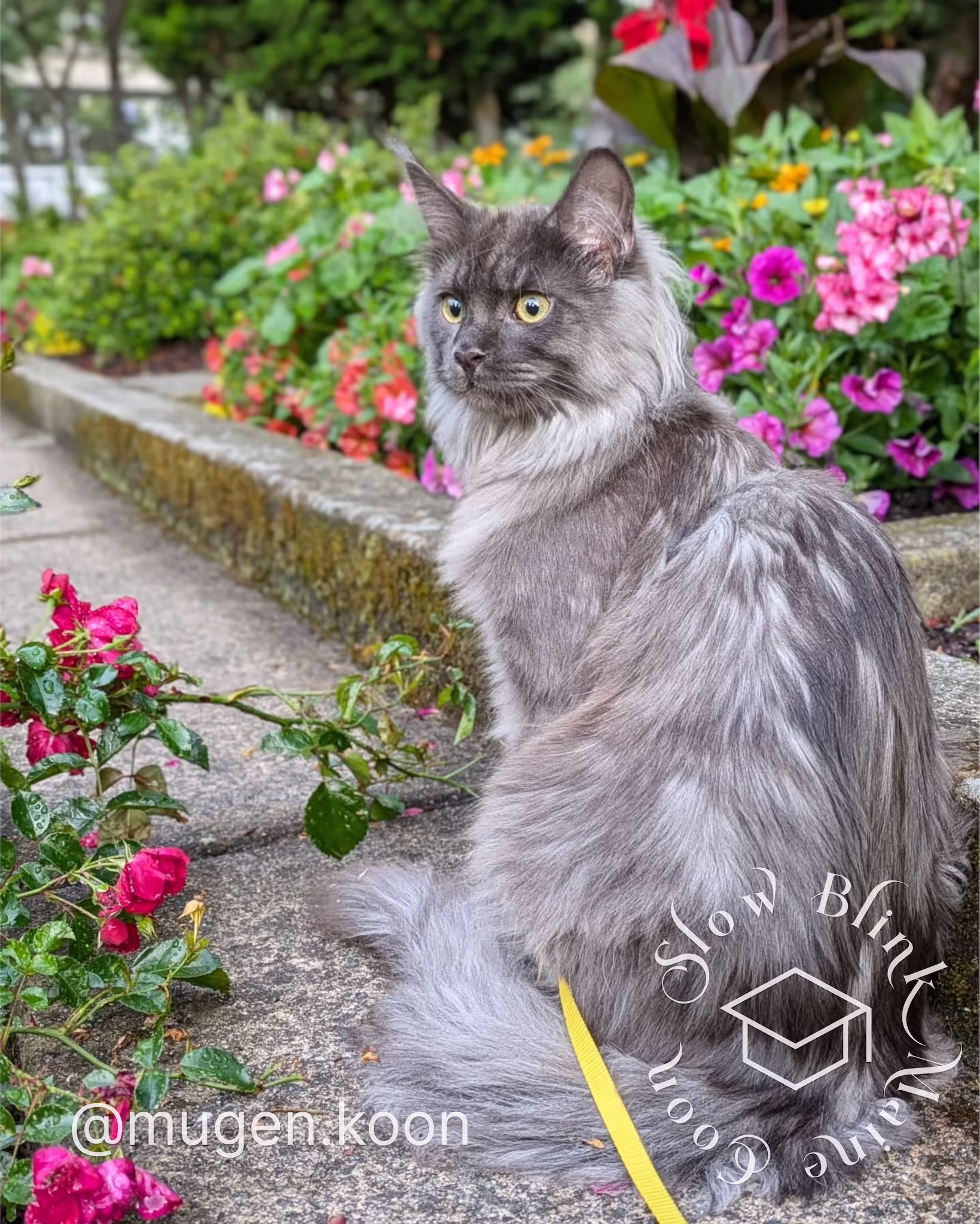Customer Pictures of their Maine Coon Cats and Kittens who "Graduated" from SlowBlink MaineCoons > mugen.koon | blue smoke maine coon | male | ems code mco as | dec 2024 | idx 31