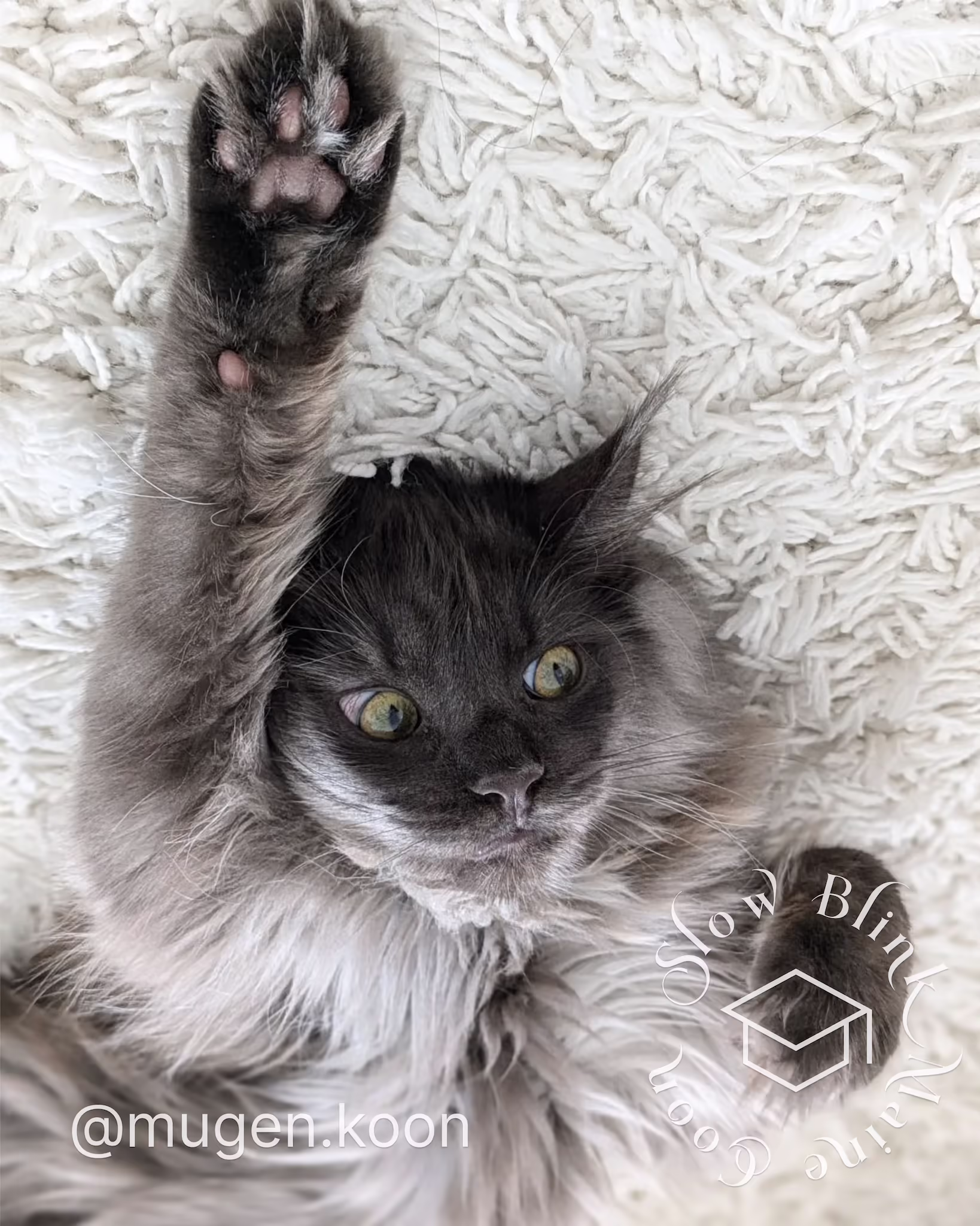 Customer Pictures of their Maine Coon Cats and Kittens who "Graduated" from SlowBlink MaineCoons > mugen.koon | blue smoke maine coon | male | ems code mco as | dec 2024 | idx 32