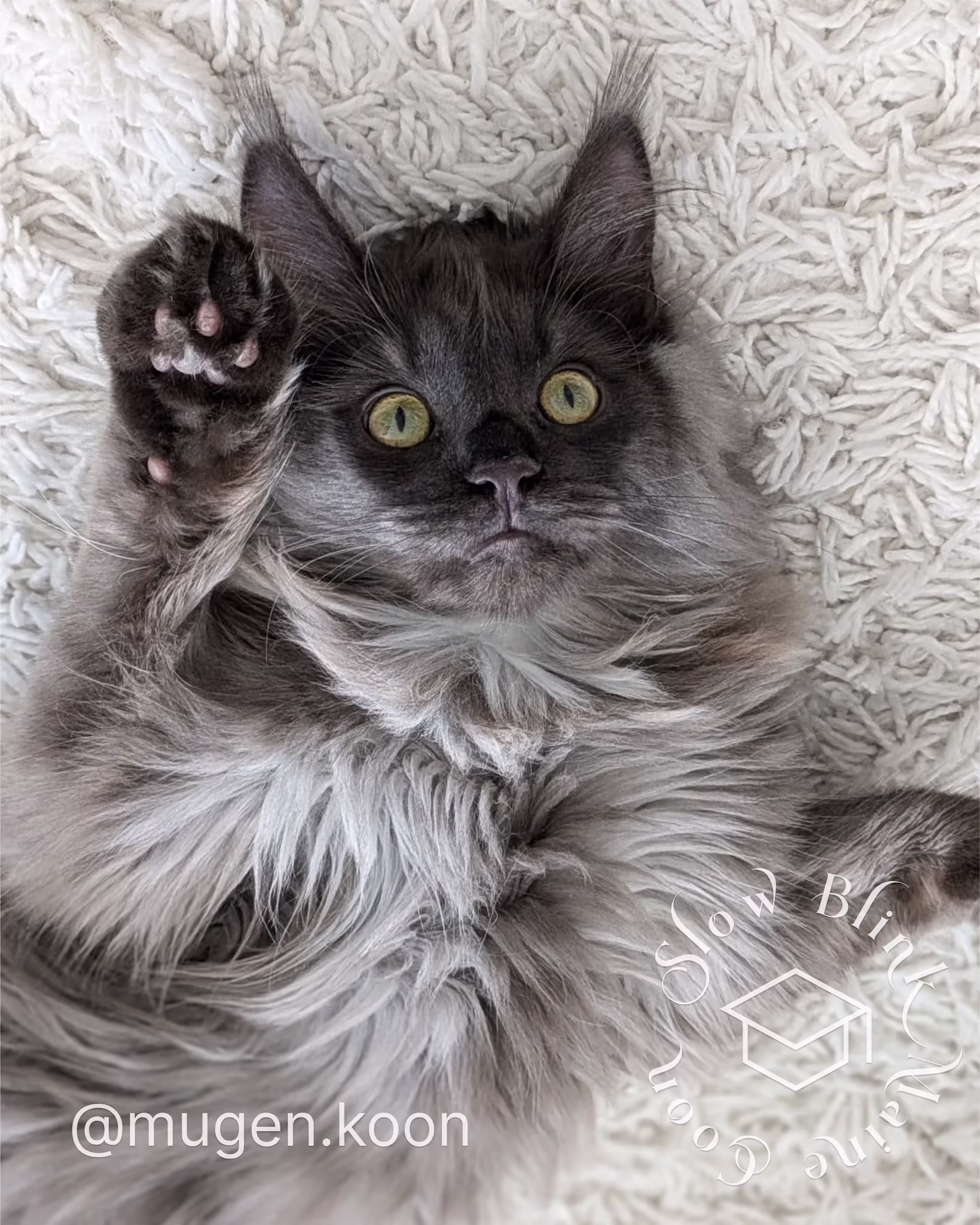 Customer Pictures of their Maine Coon Cats and Kittens who "Graduated" from SlowBlink MaineCoons > mugen.koon | blue smoke maine coon | male | ems code mco as | dec 2024 | idx 34
