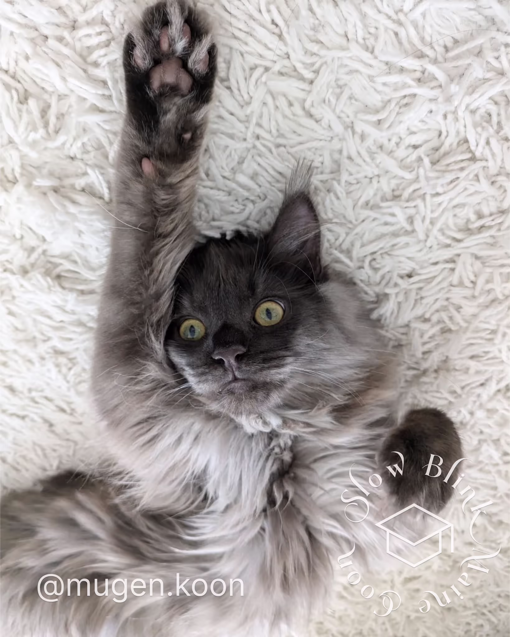 Customer Pictures of their Maine Coon Cats and Kittens who "Graduated" from SlowBlink MaineCoons > mugen.koon | blue smoke maine coon | male | ems code mco as | dec 2024 | idx 35