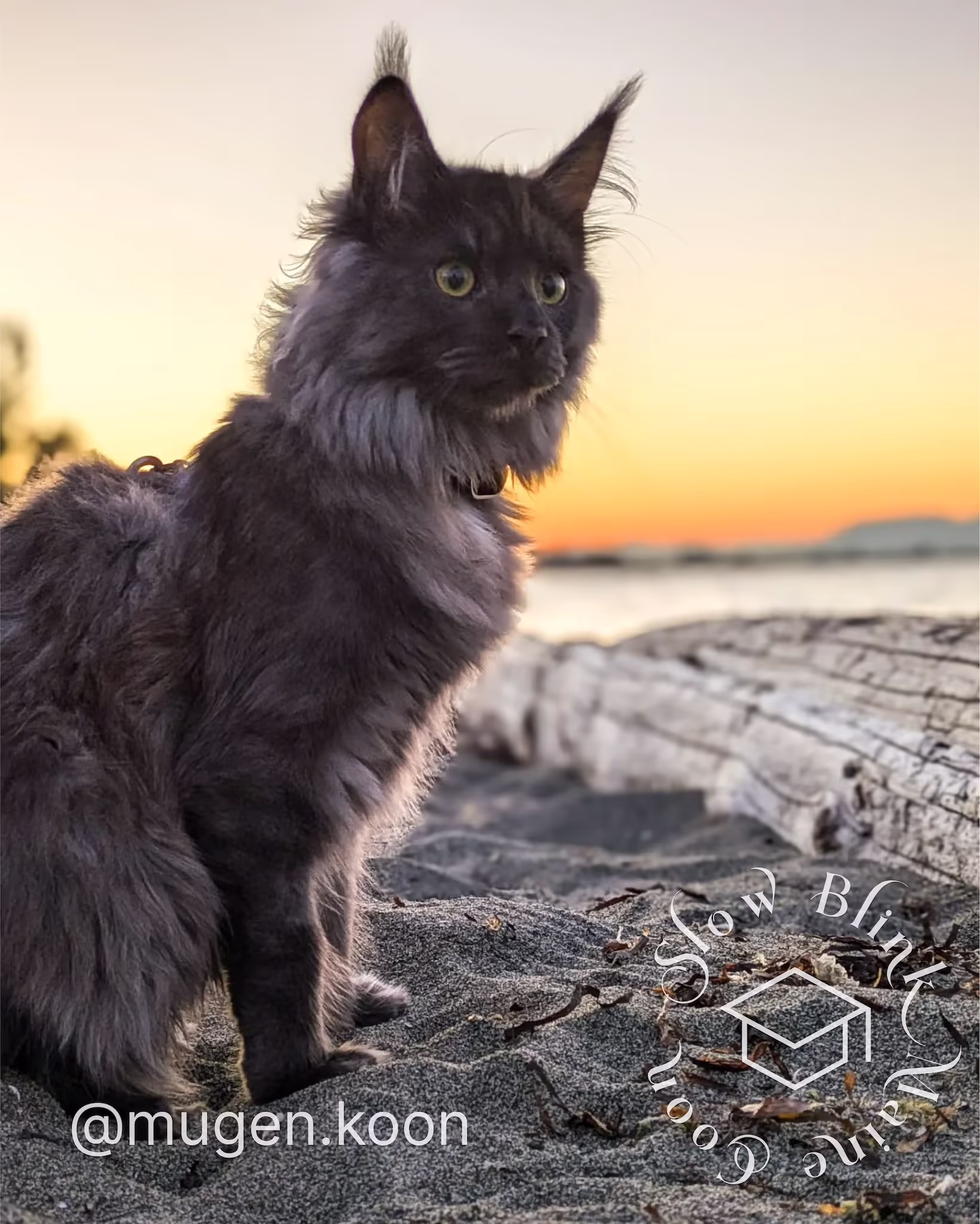 Customer Pictures of their Maine Coon Cats and Kittens who "Graduated" from SlowBlink MaineCoons > mugen.koon | blue smoke maine coon | male | ems code mco as | dec 2024 | idx 36