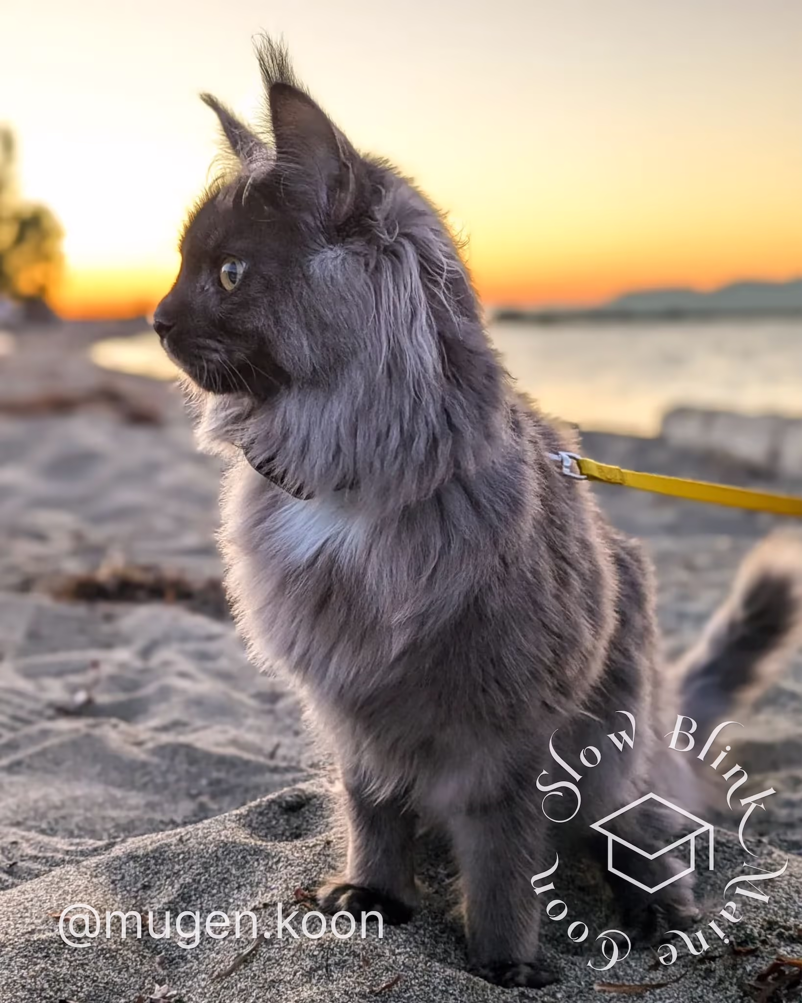 Customer Pictures of their Maine Coon Cats and Kittens who "Graduated" from SlowBlink MaineCoons > mugen.koon | blue smoke maine coon | male | ems code mco as | dec 2024 | idx 38