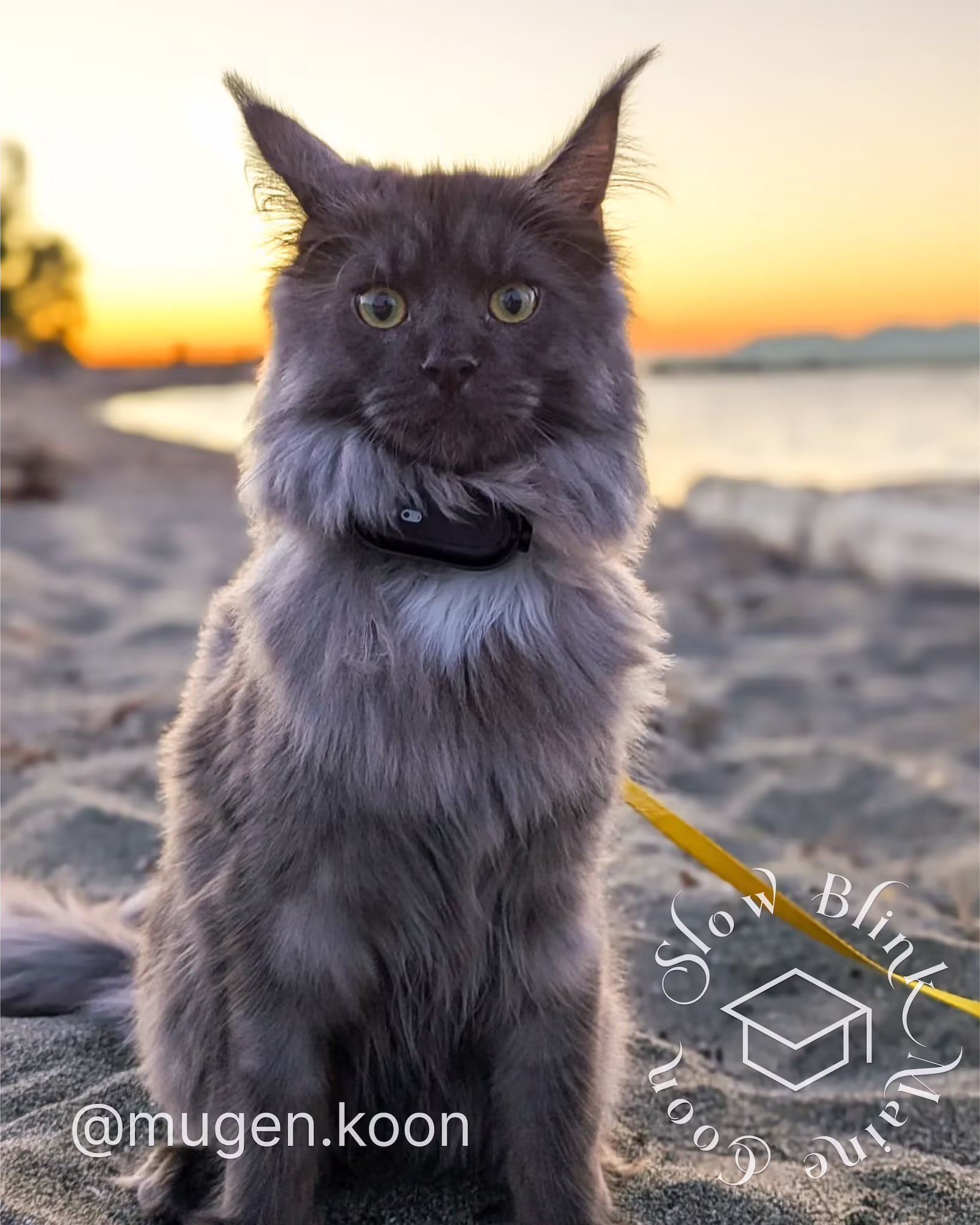 Customer Pictures of their Maine Coon Cats and Kittens who "Graduated" from SlowBlink MaineCoons > mugen.koon | blue smoke maine coon | male | ems code mco as | dec 2024 | idx 39