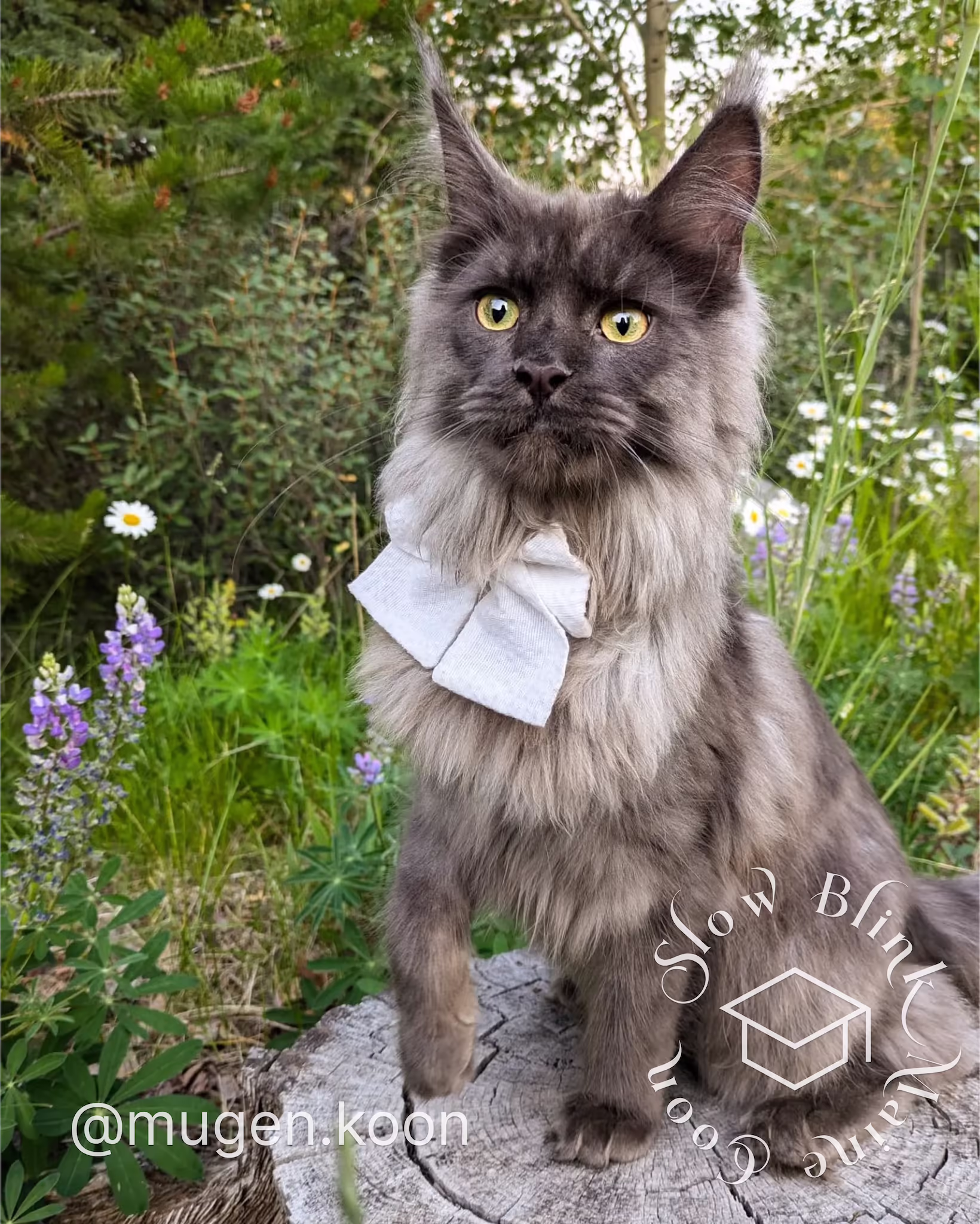 Customer Pictures of their Maine Coon Cats and Kittens who "Graduated" from SlowBlink MaineCoons > mugen.koon | blue smoke maine coon | male | ems code mco as | dec 2024 | idx 40