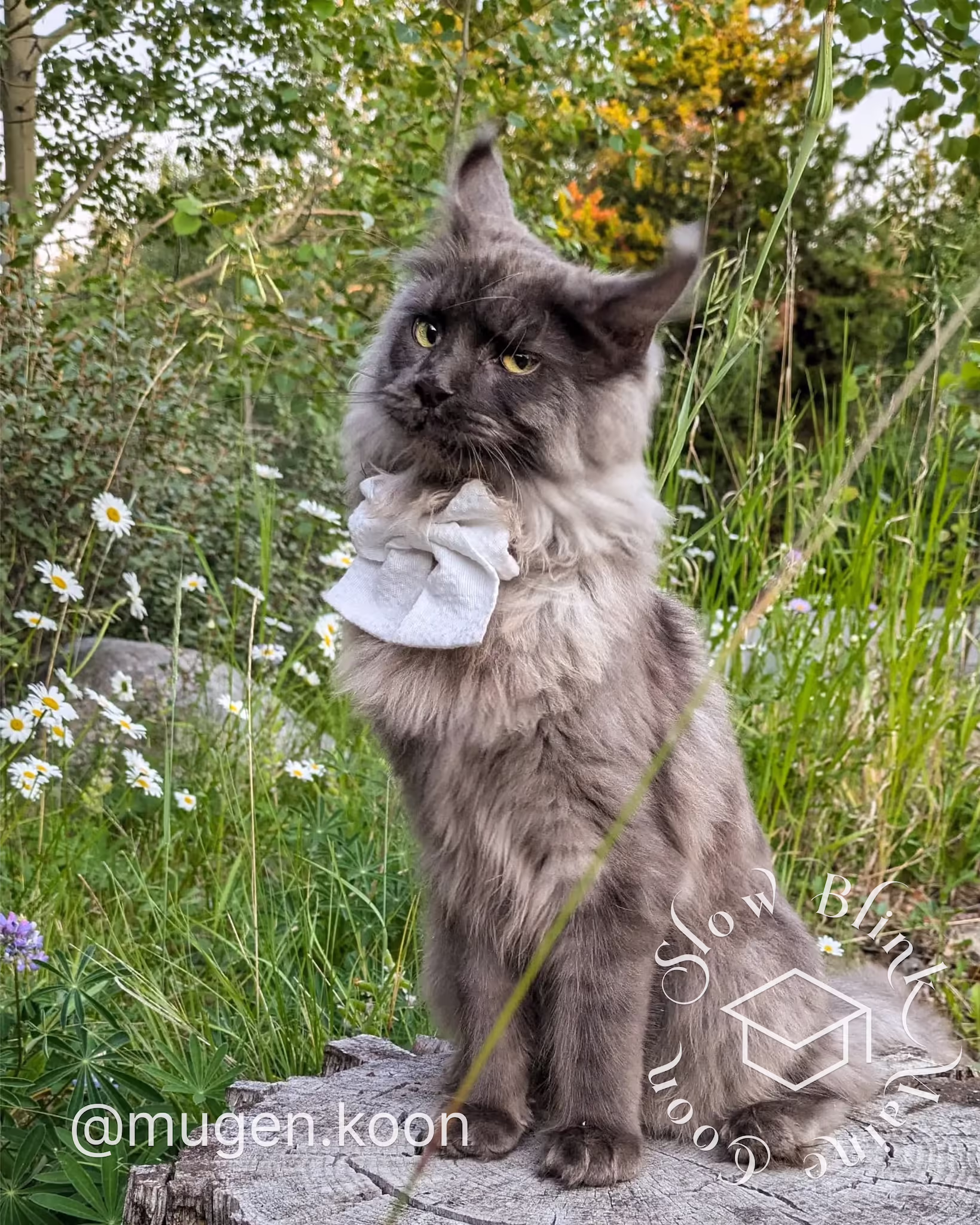 Customer Pictures of their Maine Coon Cats and Kittens who "Graduated" from SlowBlink MaineCoons > mugen.koon | blue smoke maine coon | male | ems code mco as | dec 2024 | idx 41