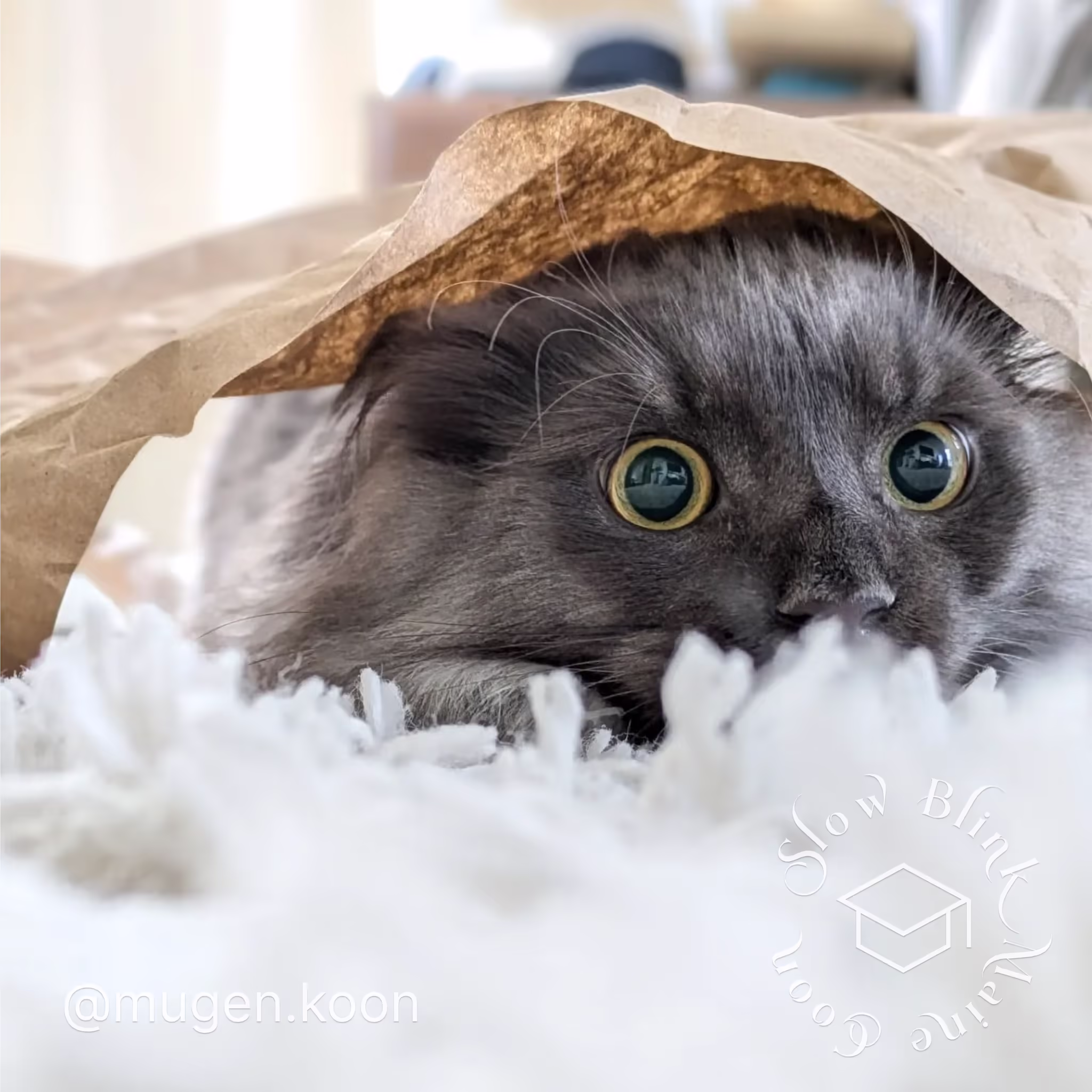 Customer Pictures of their Maine Coon Cats and Kittens who "Graduated" from SlowBlink MaineCoons > mugen.koon | blue smoke maine coon | male | ems code mco as | dec 2024 | idx 43