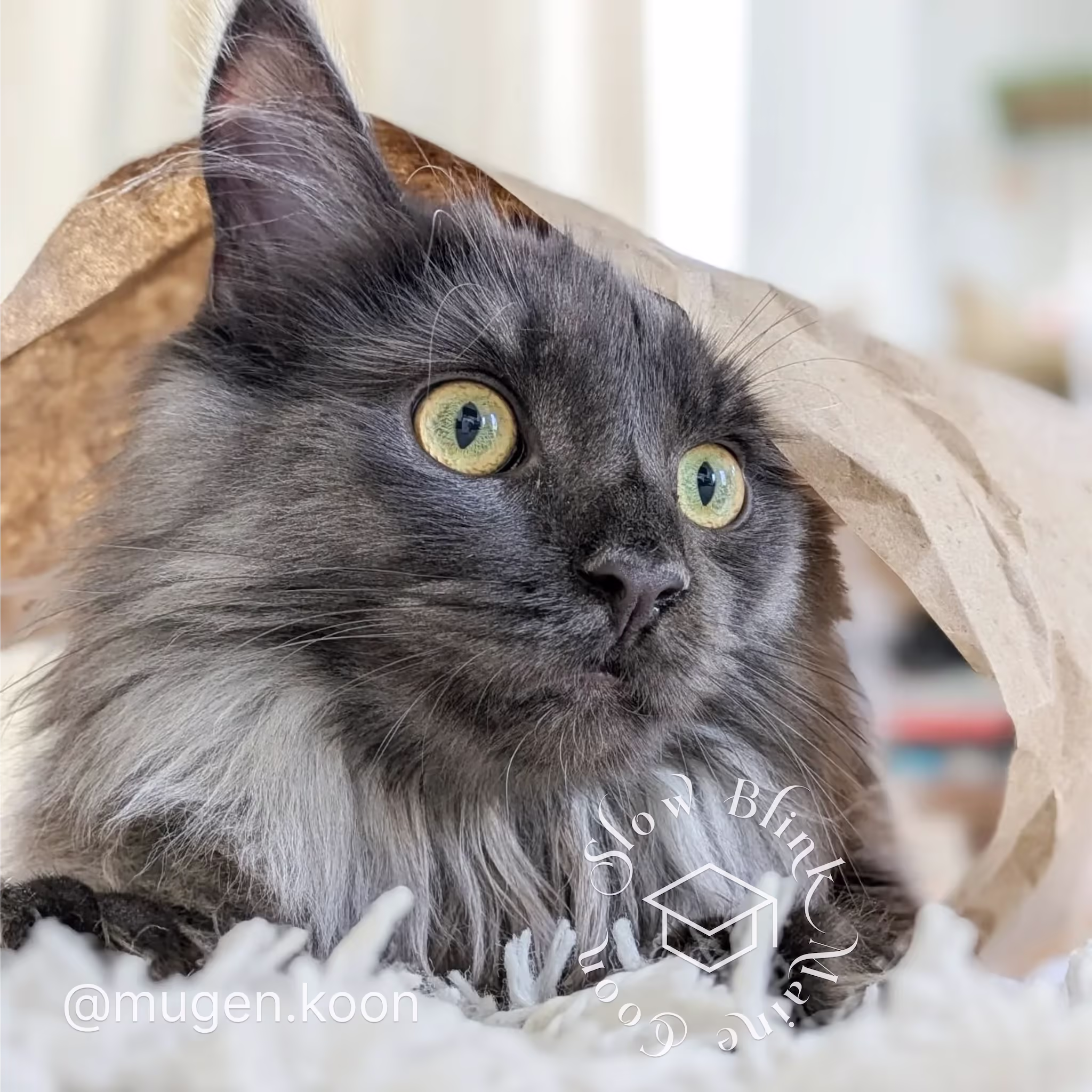 Customer Pictures of their Maine Coon Cats and Kittens who "Graduated" from SlowBlink MaineCoons > mugen.koon | blue smoke maine coon | male | ems code mco as | dec 2024 | idx 44