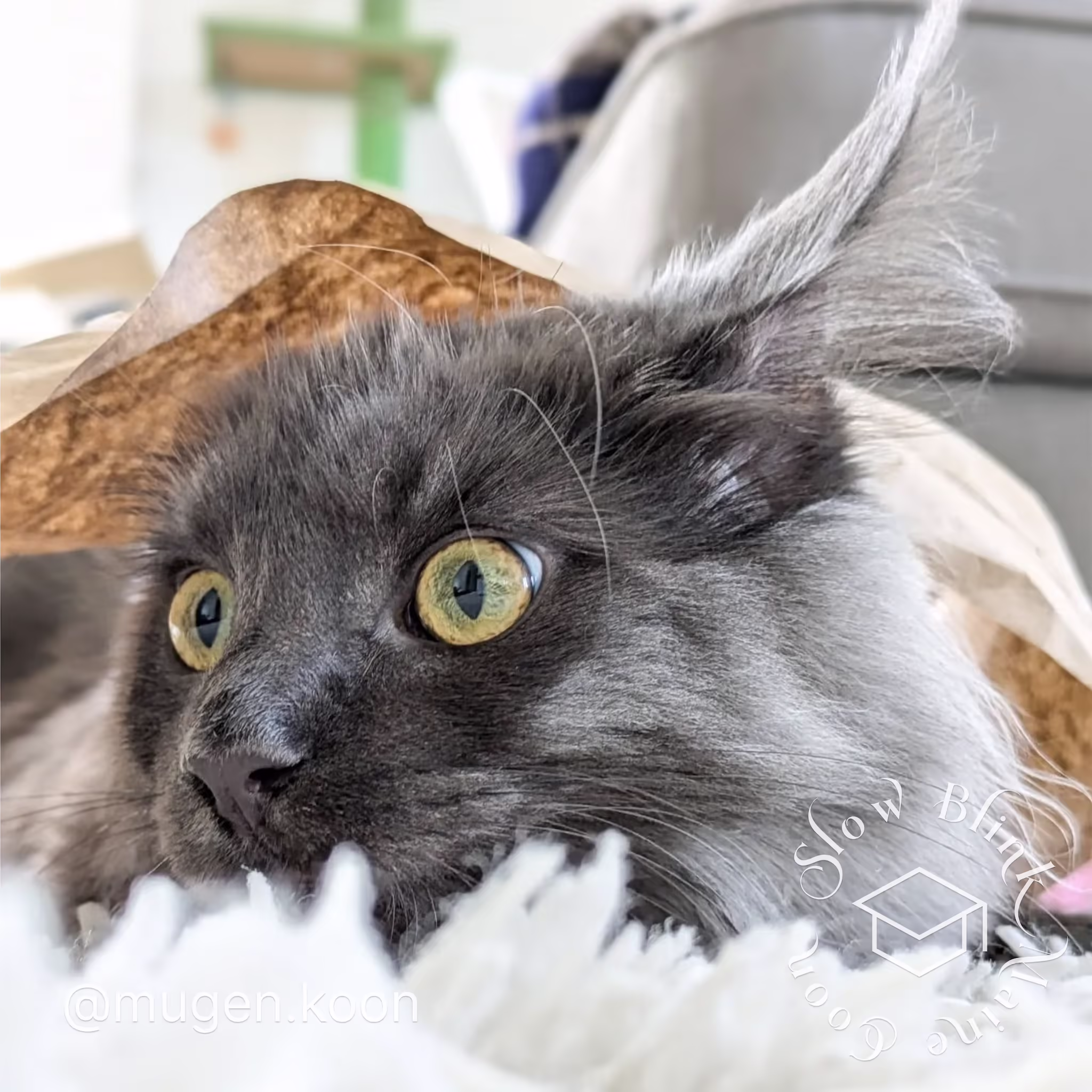 Customer Pictures of their Maine Coon Cats and Kittens who "Graduated" from SlowBlink MaineCoons > mugen.koon | blue smoke maine coon | male | ems code mco as | dec 2024 | idx 45