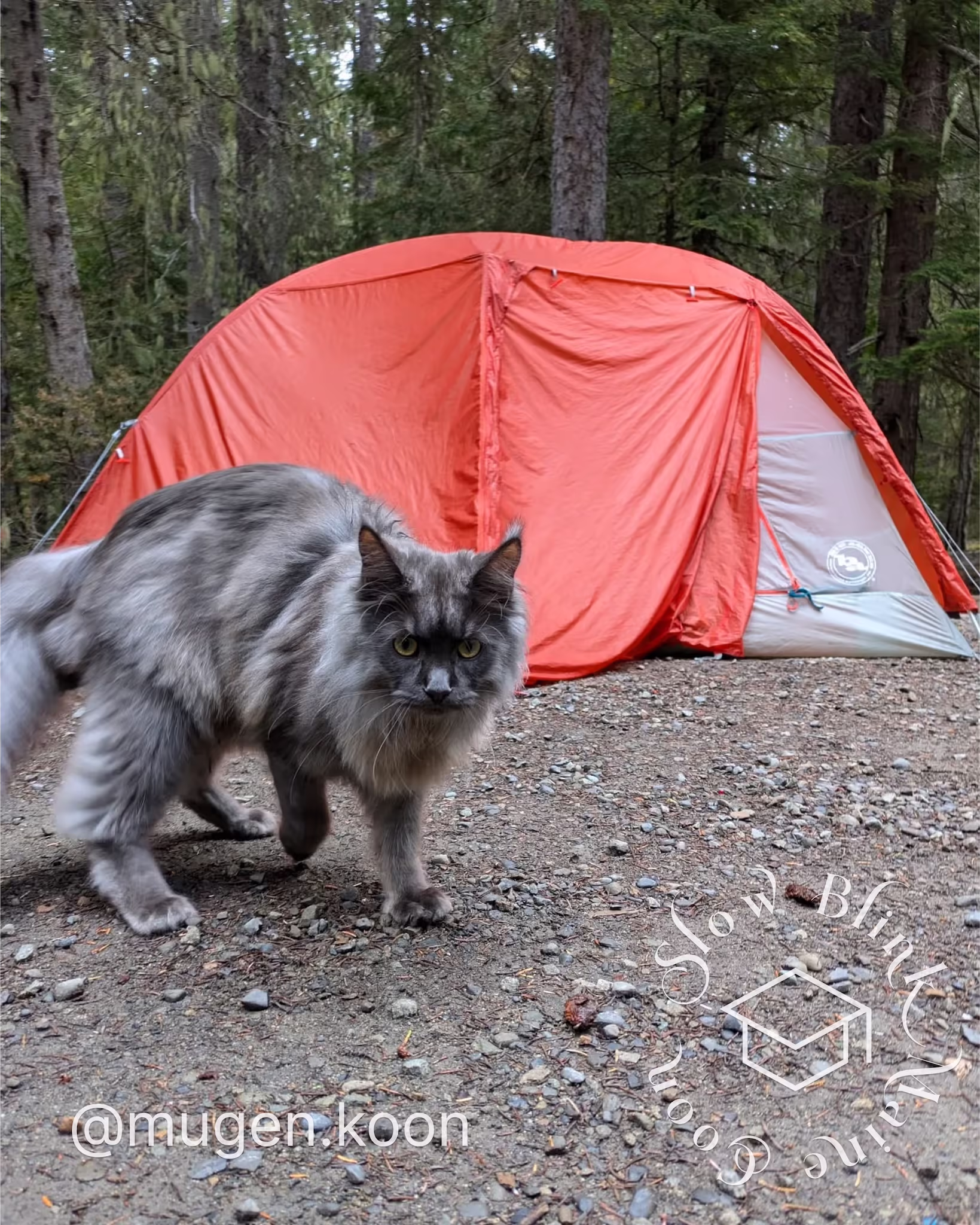 Customer Pictures of their Maine Coon Cats and Kittens who "Graduated" from SlowBlink MaineCoons > mugen.koon | blue smoke maine coon | male | ems code mco as | dec 2024 | idx 48