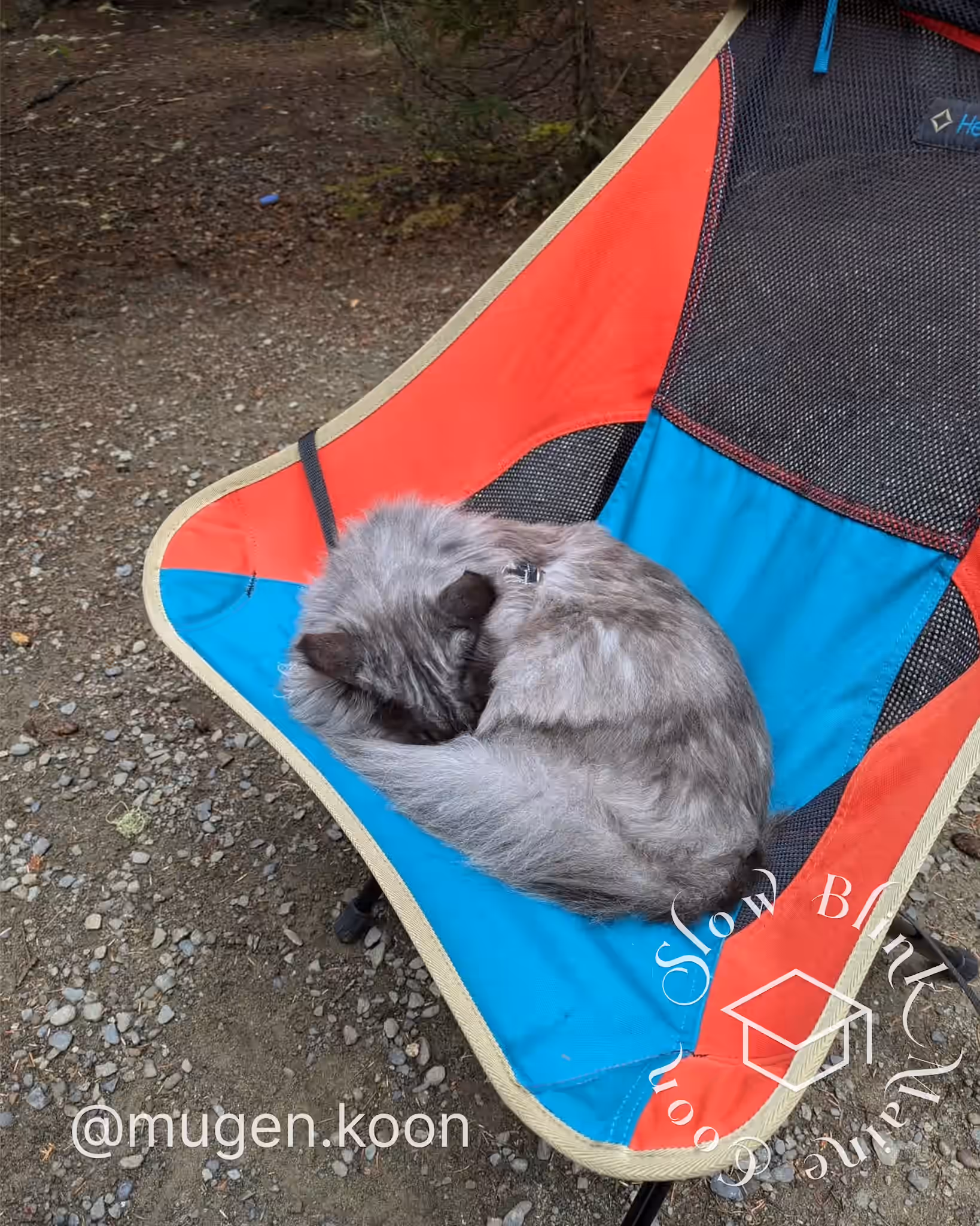 Customer Pictures of their Maine Coon Cats and Kittens who "Graduated" from SlowBlink MaineCoons > mugen.koon | blue smoke maine coon | male | ems code mco as | dec 2024 | idx 50