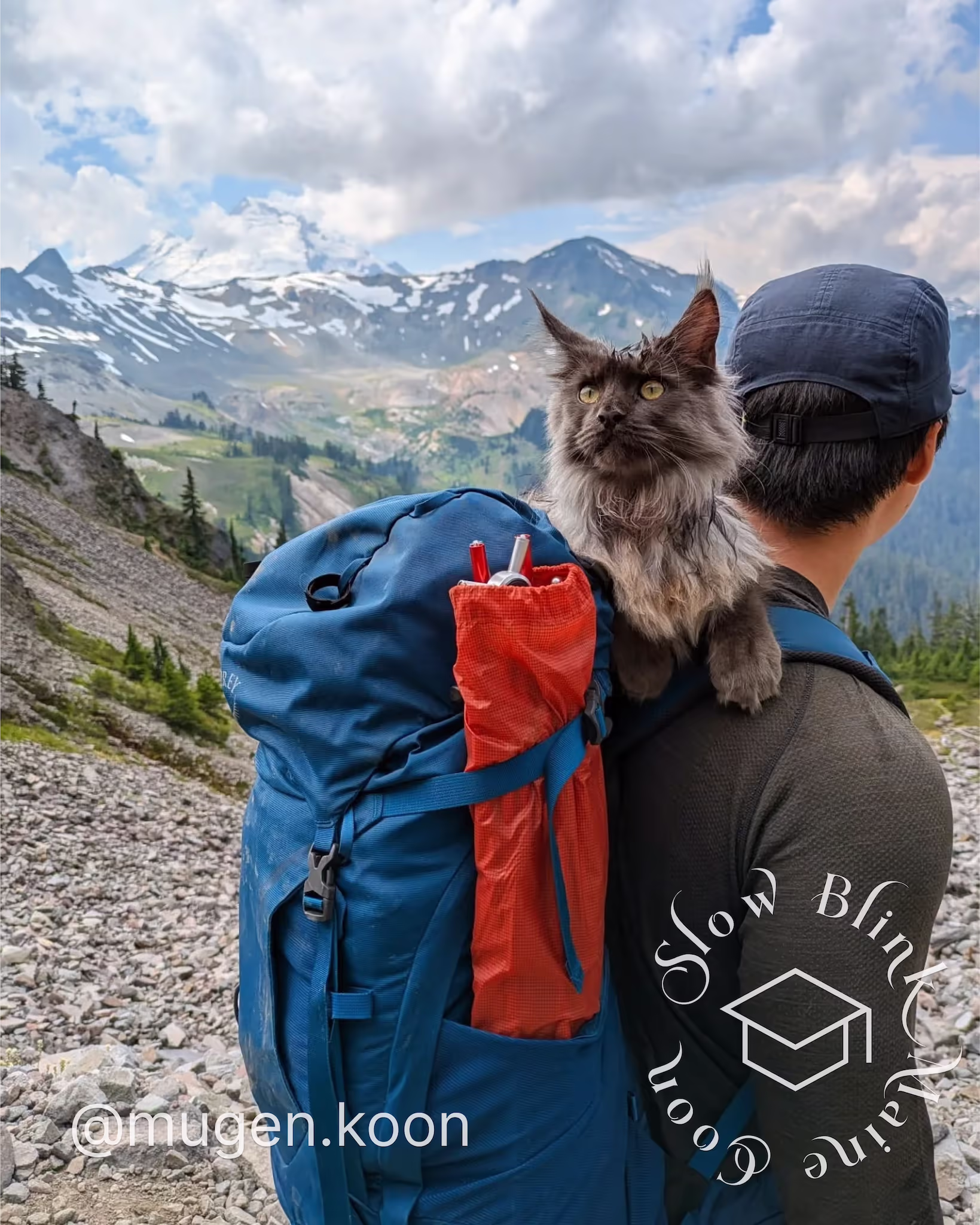 Customer Pictures of their Maine Coon Cats and Kittens who "Graduated" from SlowBlink MaineCoons > mugen.koon | blue smoke maine coon | male | ems code mco as | dec 2024 | idx 52