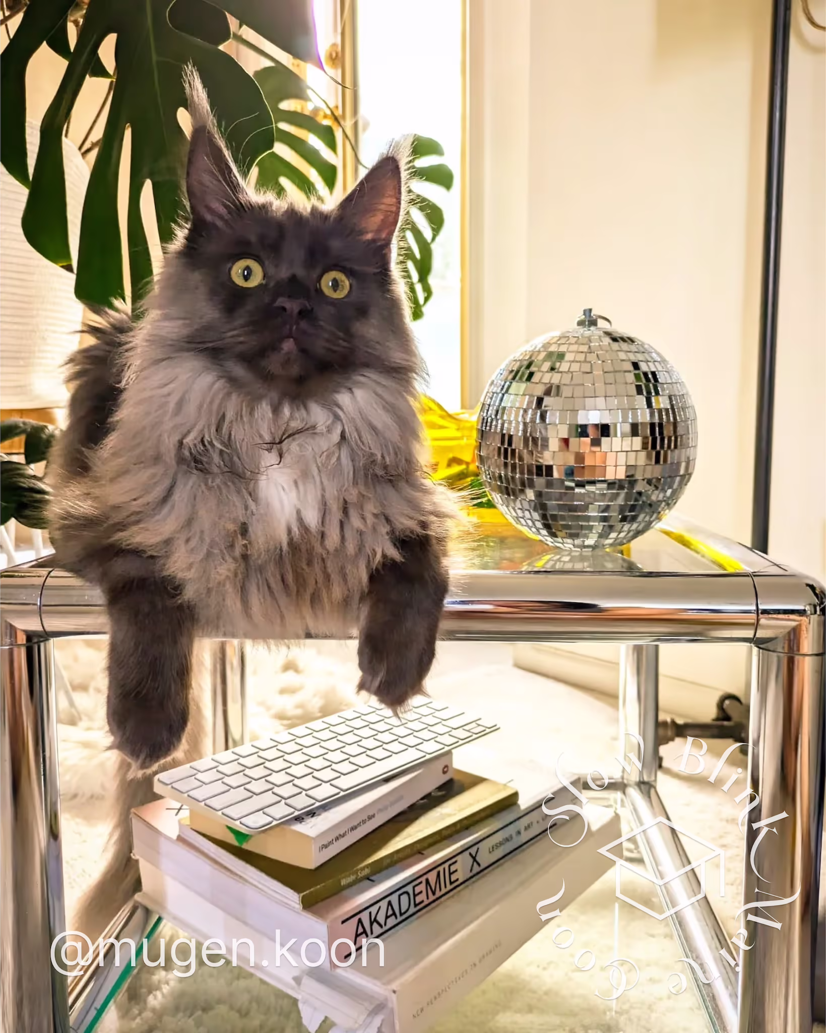 Customer Pictures of their Maine Coon Cats and Kittens who "Graduated" from SlowBlink MaineCoons > mugen.koon | blue smoke maine coon | male | ems code mco as | dec 2024 | idx 53
