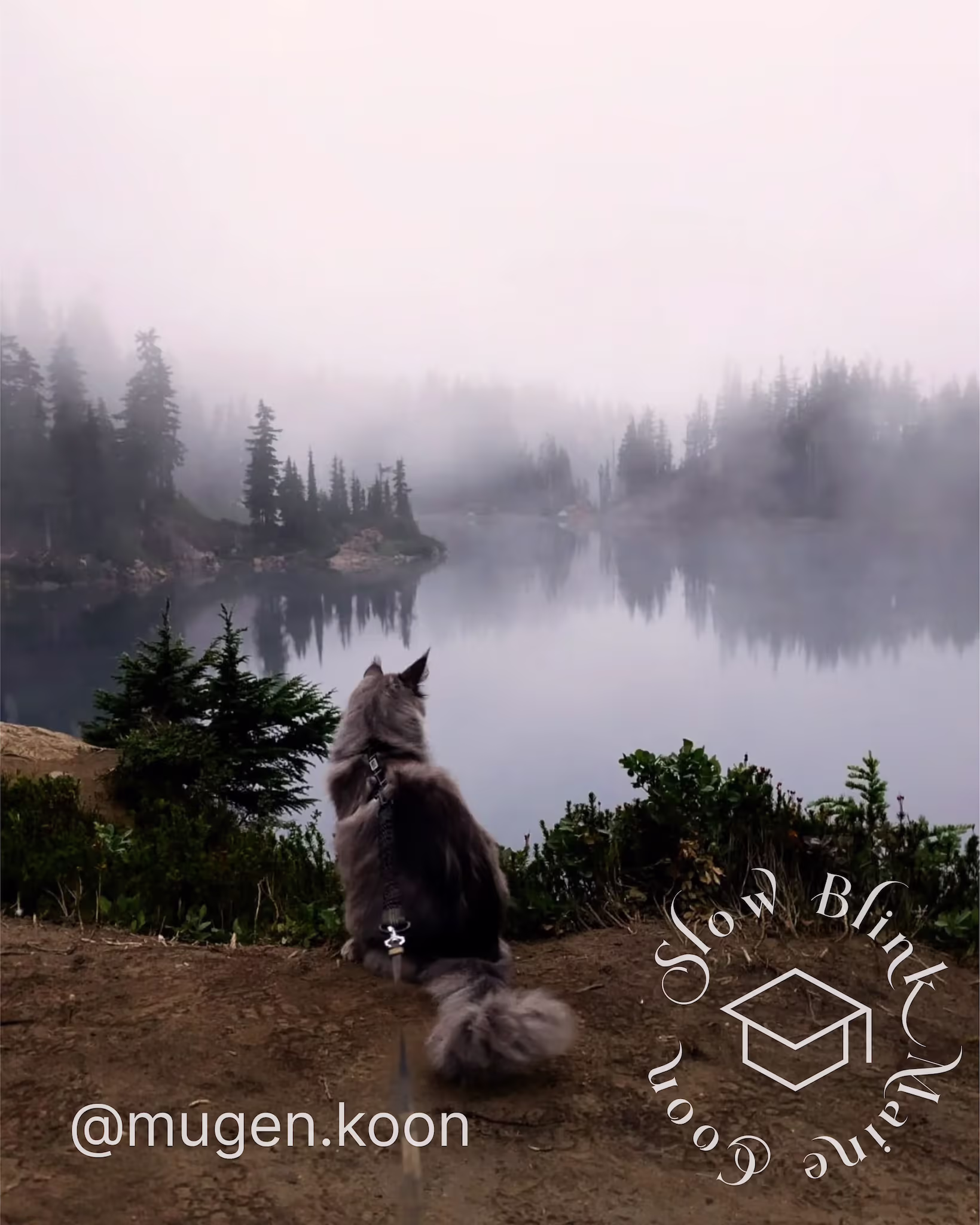 Customer Pictures of their Maine Coon Cats and Kittens who "Graduated" from SlowBlink MaineCoons > mugen.koon | blue smoke maine coon | male | ems code mco as | dec 2024 | idx 54