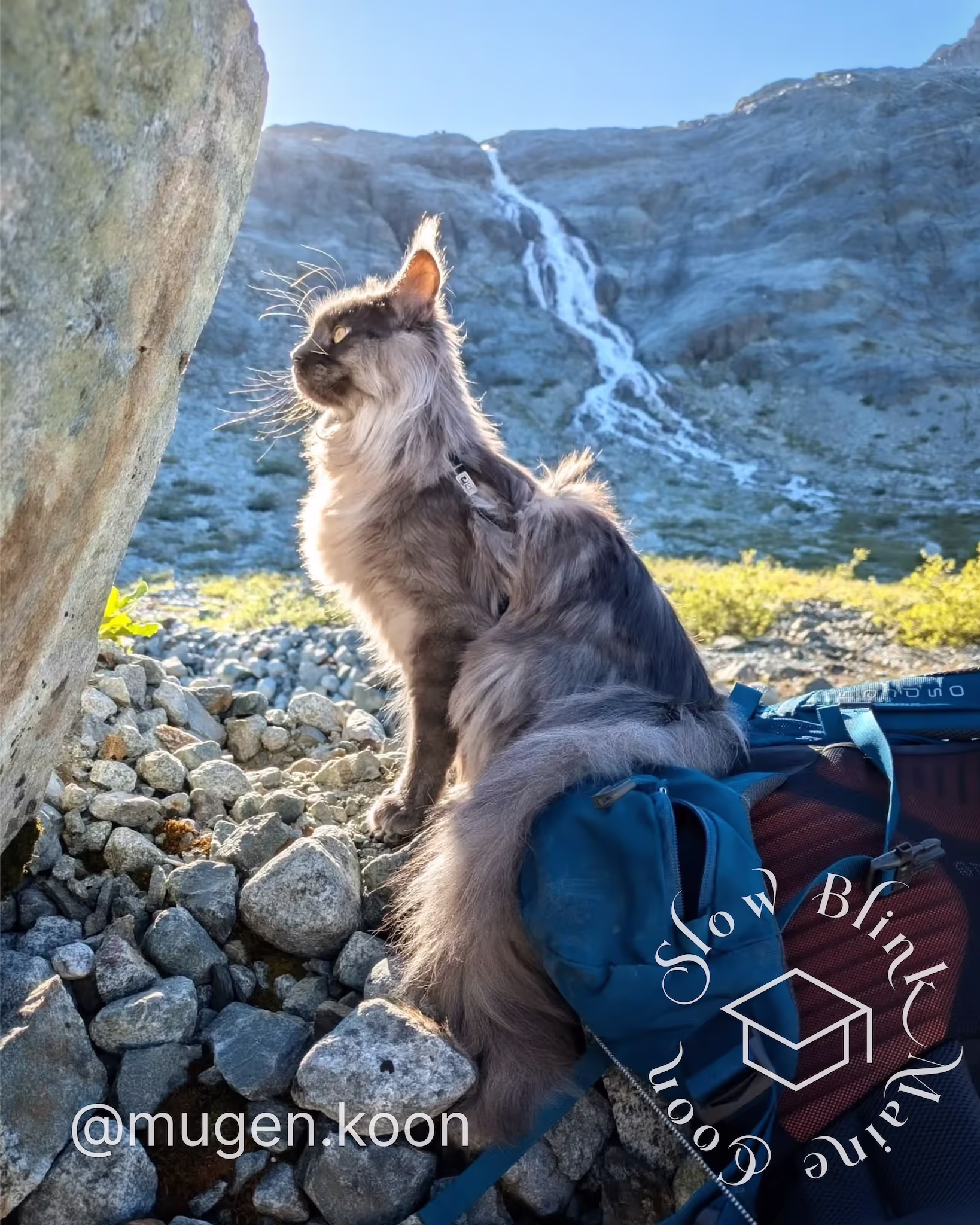 Customer Pictures of their Maine Coon Cats and Kittens who "Graduated" from SlowBlink MaineCoons > mugen.koon | blue smoke maine coon | male | ems code mco as | dec 2024 | idx 55
