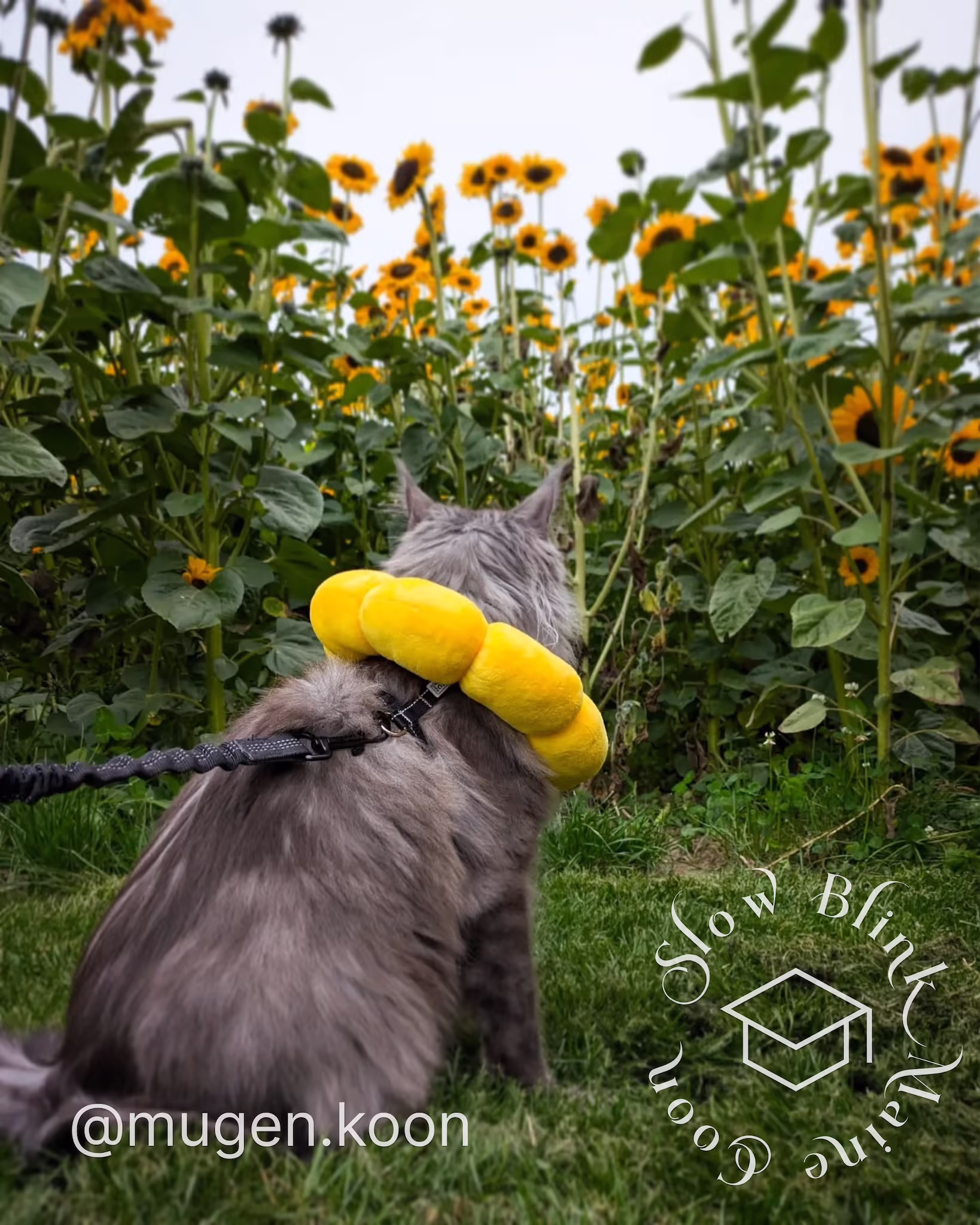 Customer Pictures of their Maine Coon Cats and Kittens who "Graduated" from SlowBlink MaineCoons > mugen.koon | blue smoke maine coon | male | ems code mco as | dec 2024 | idx 56
