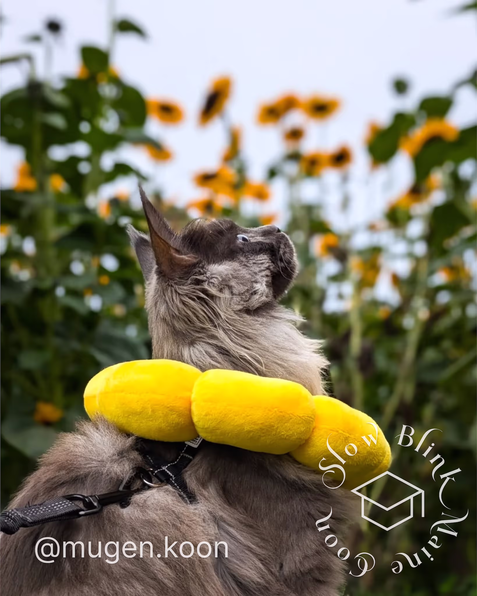 Customer Pictures of their Maine Coon Cats and Kittens who "Graduated" from SlowBlink MaineCoons > mugen.koon | blue smoke maine coon | male | ems code mco as | dec 2024 | idx 57