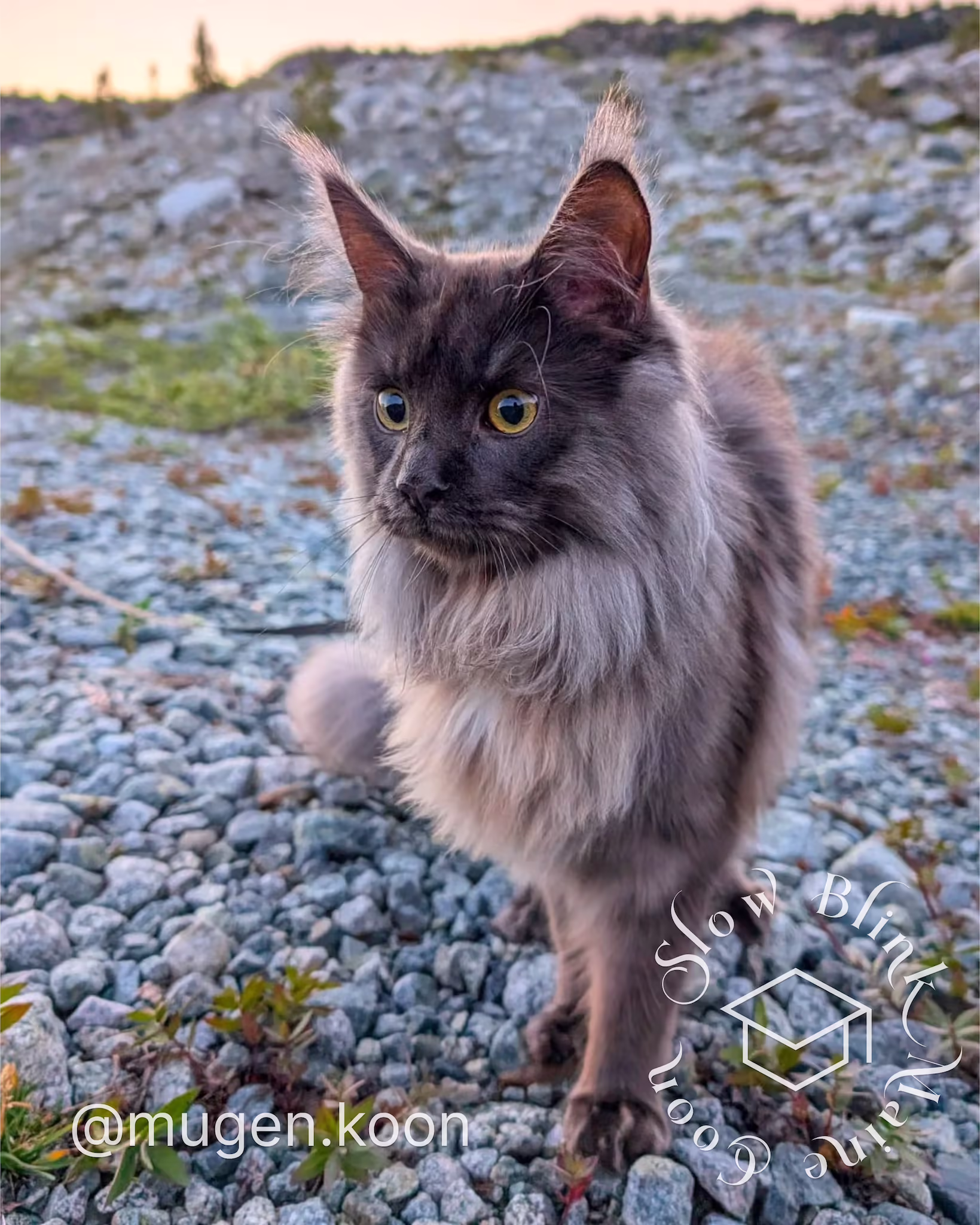 Customer Pictures of their Maine Coon Cats and Kittens who "Graduated" from SlowBlink MaineCoons > mugen.koon | blue smoke maine coon | male | ems code mco as | dec 2024 | idx 58