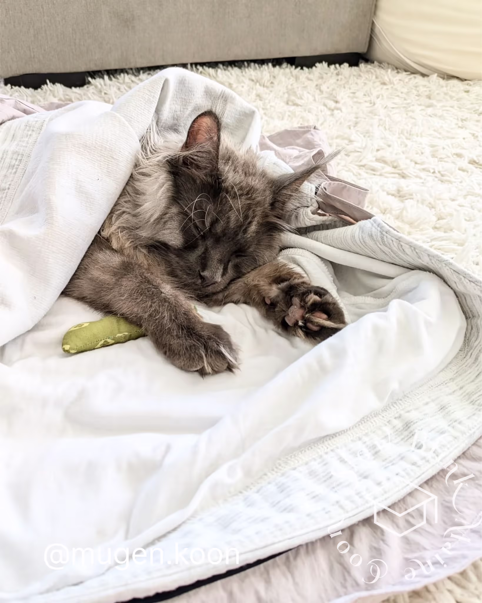 Customer Pictures of their Maine Coon Cats and Kittens who "Graduated" from SlowBlink MaineCoons > mugen.koon | blue smoke maine coon | male | ems code mco as | dec 2024 | idx 64