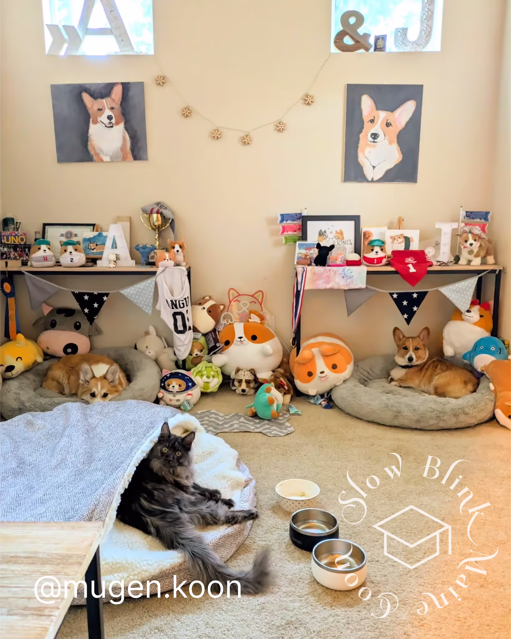 Customer Pictures of their Maine Coon Cats and Kittens who "Graduated" from SlowBlink MaineCoons > mugen.koon | blue smoke maine coon | male | ems code mco as | dec 2024 | idx 68