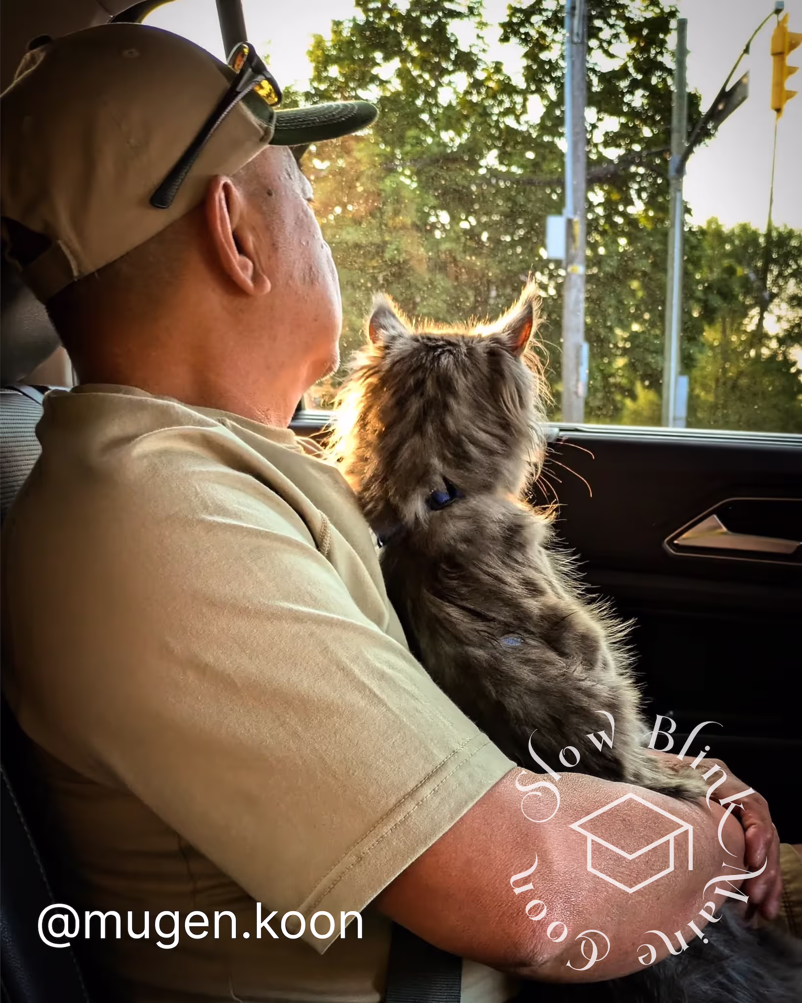 Customer Pictures of their Maine Coon Cats and Kittens who "Graduated" from SlowBlink MaineCoons > mugen.koon | blue smoke maine coon | male | ems code mco as | dec 2024 | idx 70