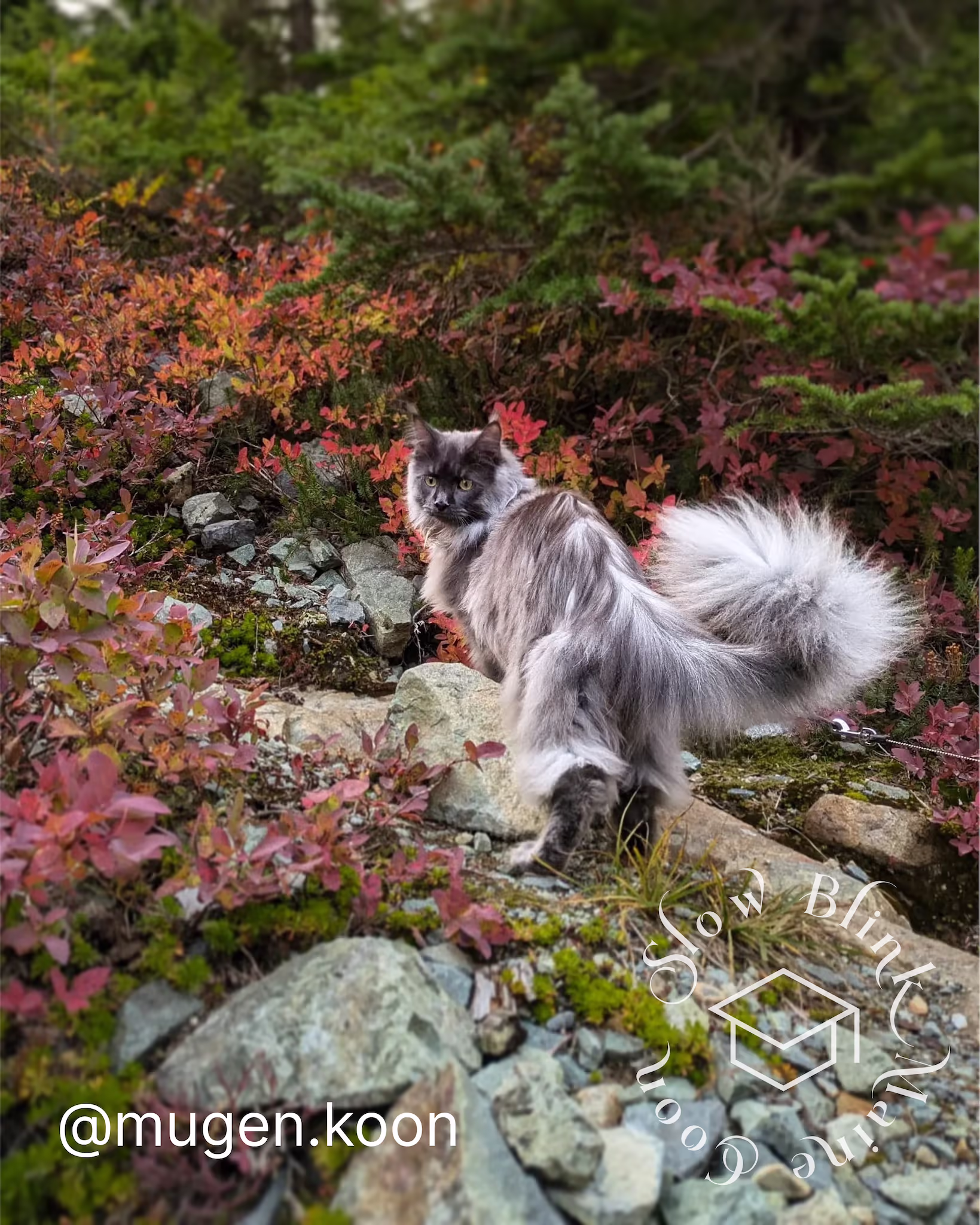 Customer Pictures of their Maine Coon Cats and Kittens who "Graduated" from SlowBlink MaineCoons > mugen.koon | blue smoke maine coon | male | ems code mco as | dec 2024 | idx 74