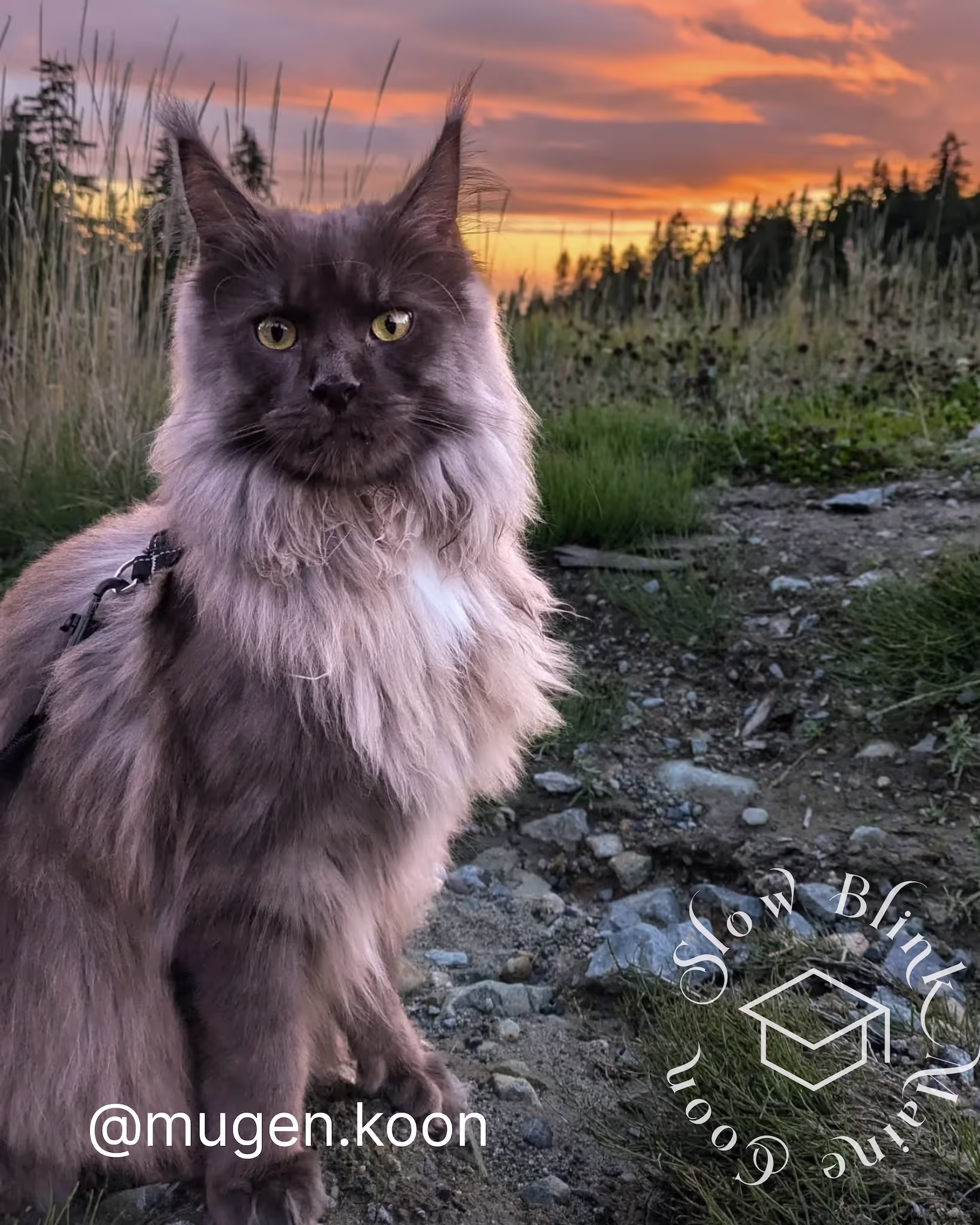 Customer Pictures of their Maine Coon Cats and Kittens who "Graduated" from SlowBlink MaineCoons > mugen.koon | blue smoke maine coon | male | ems code mco as | dec 2024 | idx 75