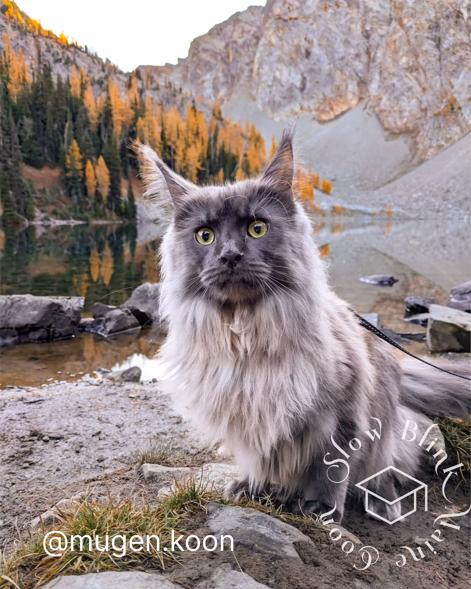 Customer Pictures of their Maine Coon Cats and Kittens who "Graduated" from SlowBlink MaineCoons > mugen.koon | blue smoke maine coon | male | ems code mco as | dec 2024 | idx 79