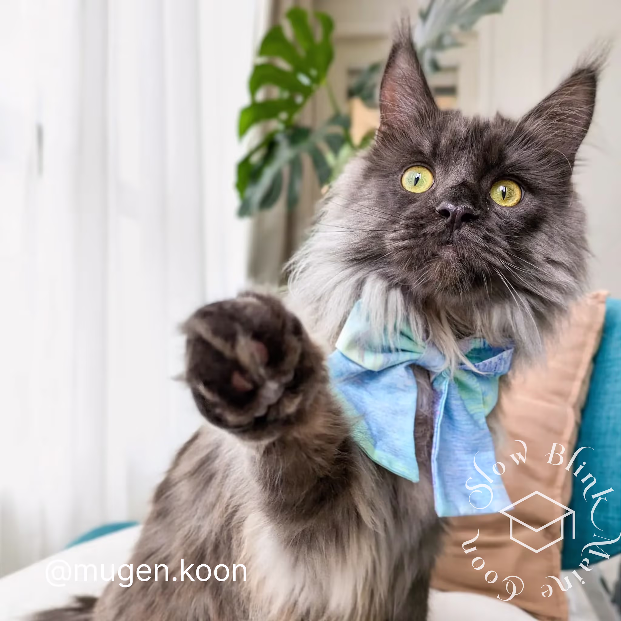 Customer Pictures of their Maine Coon Cats and Kittens who "Graduated" from SlowBlink MaineCoons > mugen.koon | blue smoke maine coon | male | ems code mco as | dec 2024 | idx 80
