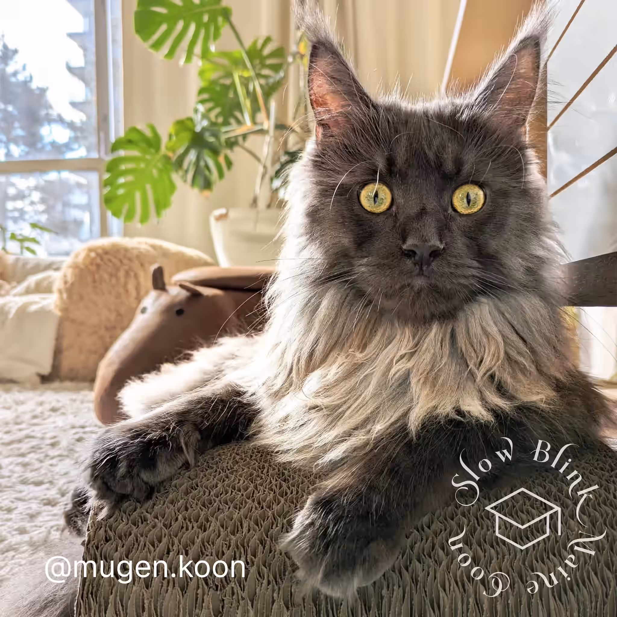 Customer Pictures of their Maine Coon Cats and Kittens who "Graduated" from SlowBlink MaineCoons > mugen.koon | blue smoke maine coon | male | ems code mco as | dec 2024 | idx 81