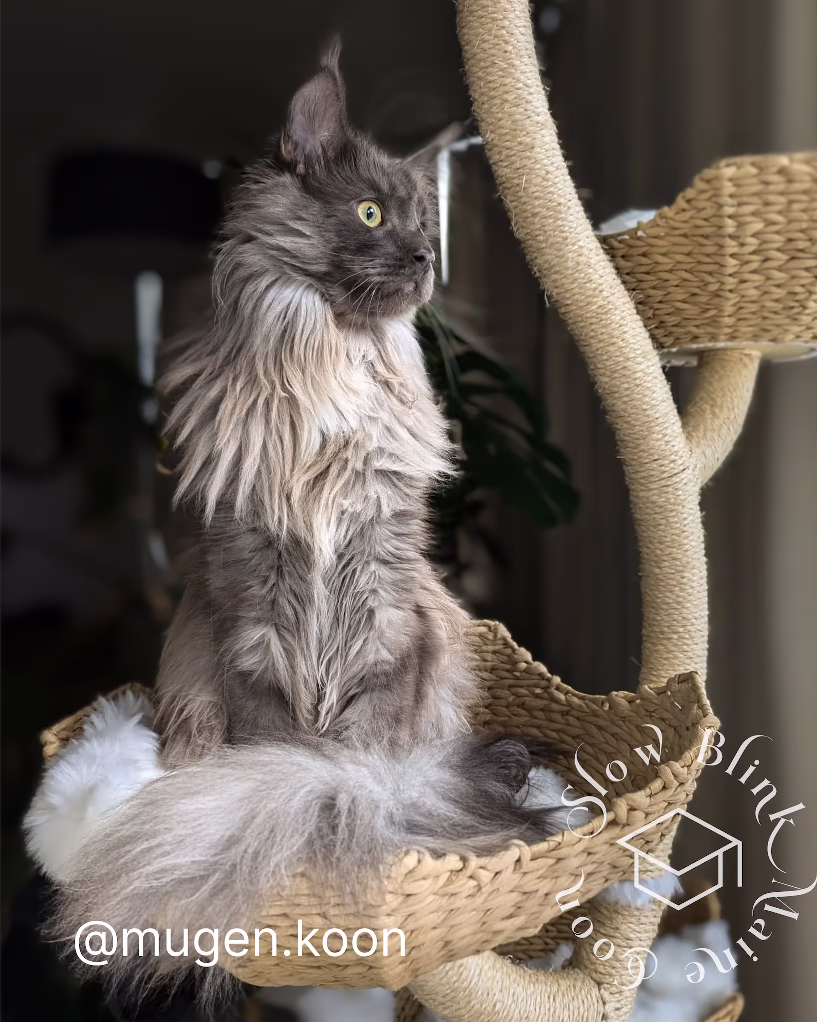 Customer Pictures of their Maine Coon Cats and Kittens who "Graduated" from SlowBlink MaineCoons > mugen.koon | blue smoke maine coon | male | ems code mco as | dec 2024 | idx 83