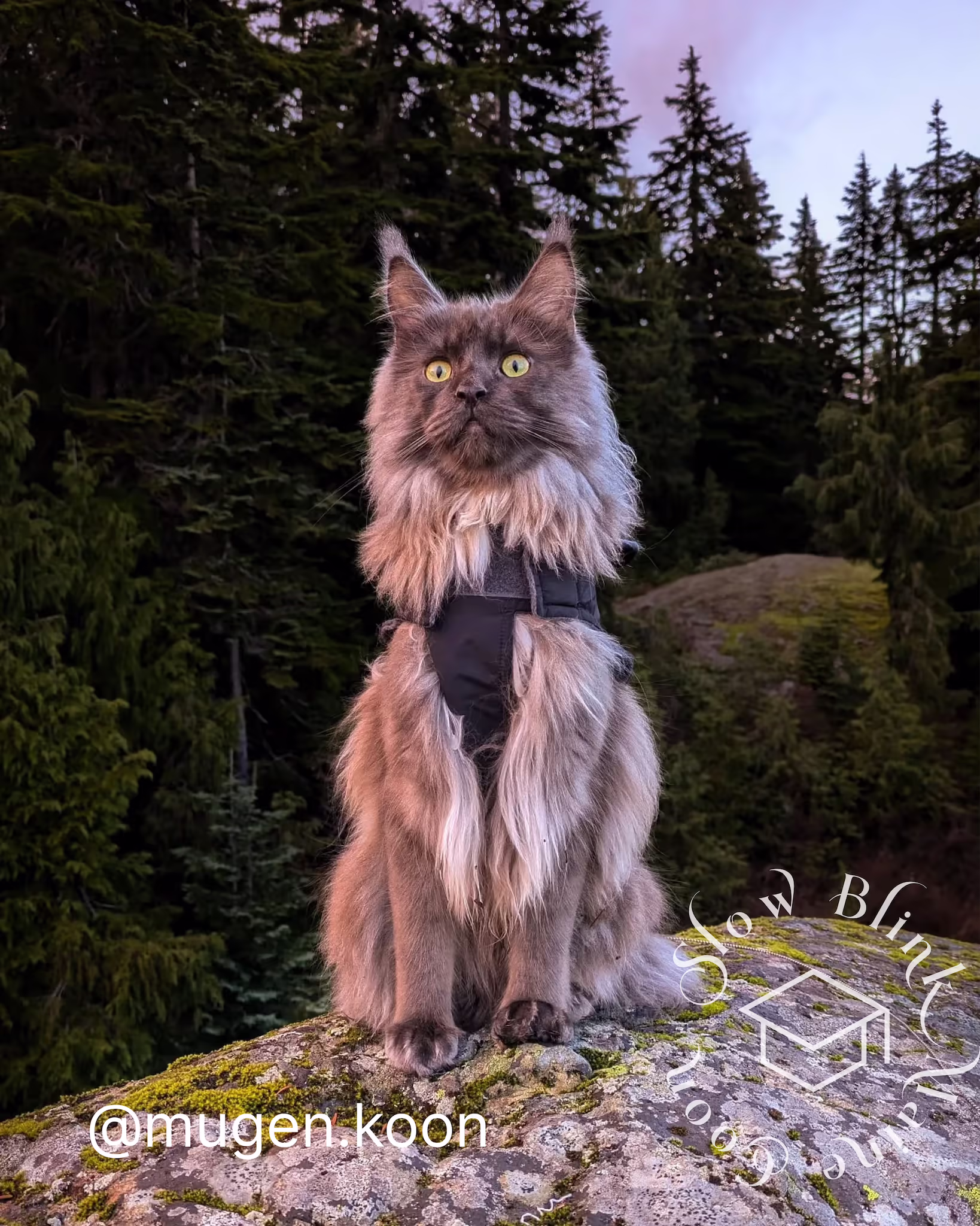 Customer Pictures of their Maine Coon Cats and Kittens who "Graduated" from SlowBlink MaineCoons > mugen.koon | blue smoke maine coon | male | ems code mco as | dec 2024 | idx 84
