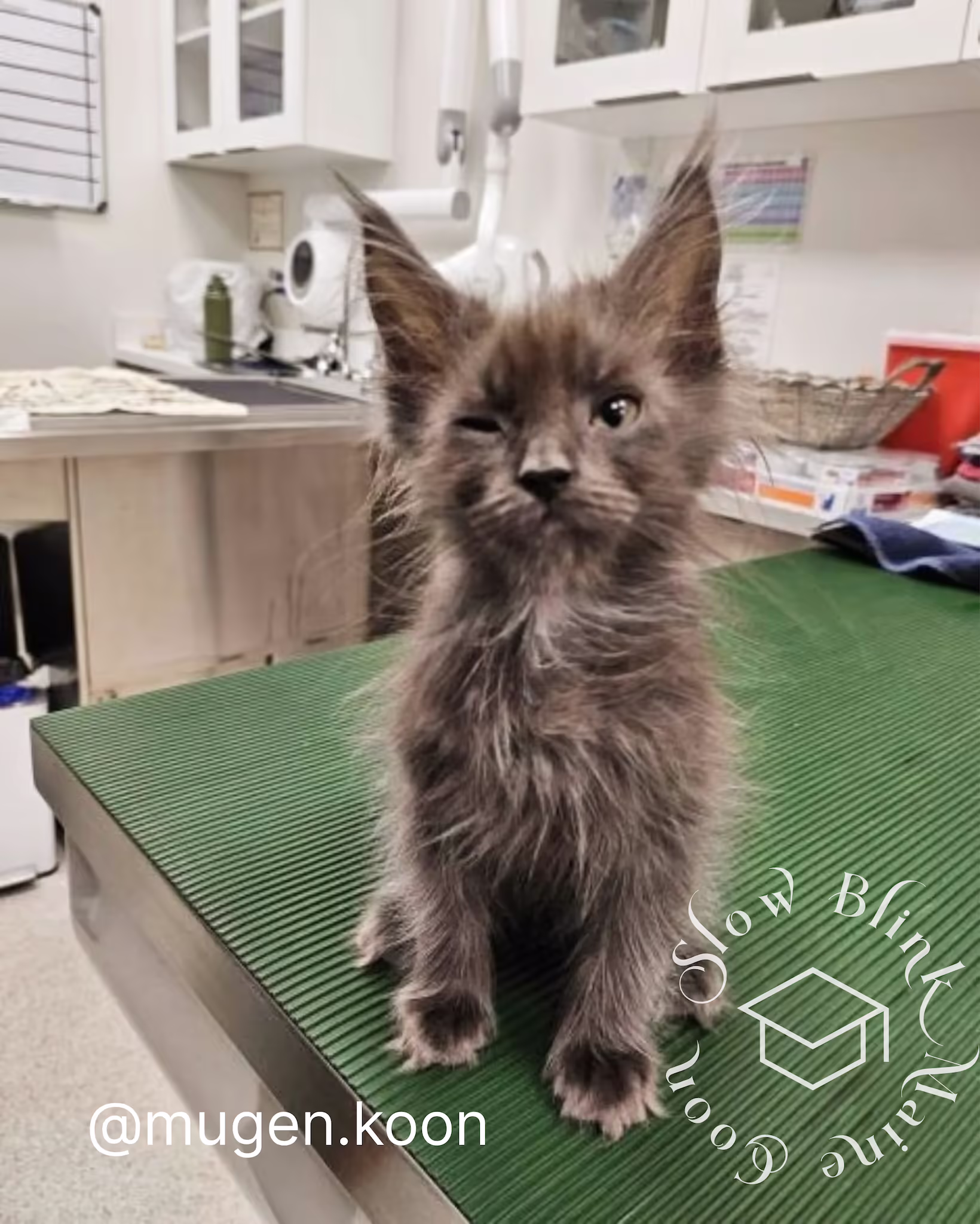 Customer Pictures of their Maine Coon Cats and Kittens who "Graduated" from SlowBlink MaineCoons > mugen.koon | blue smoke maine coon | male | ems code mco as | dec 2024 | idx 86