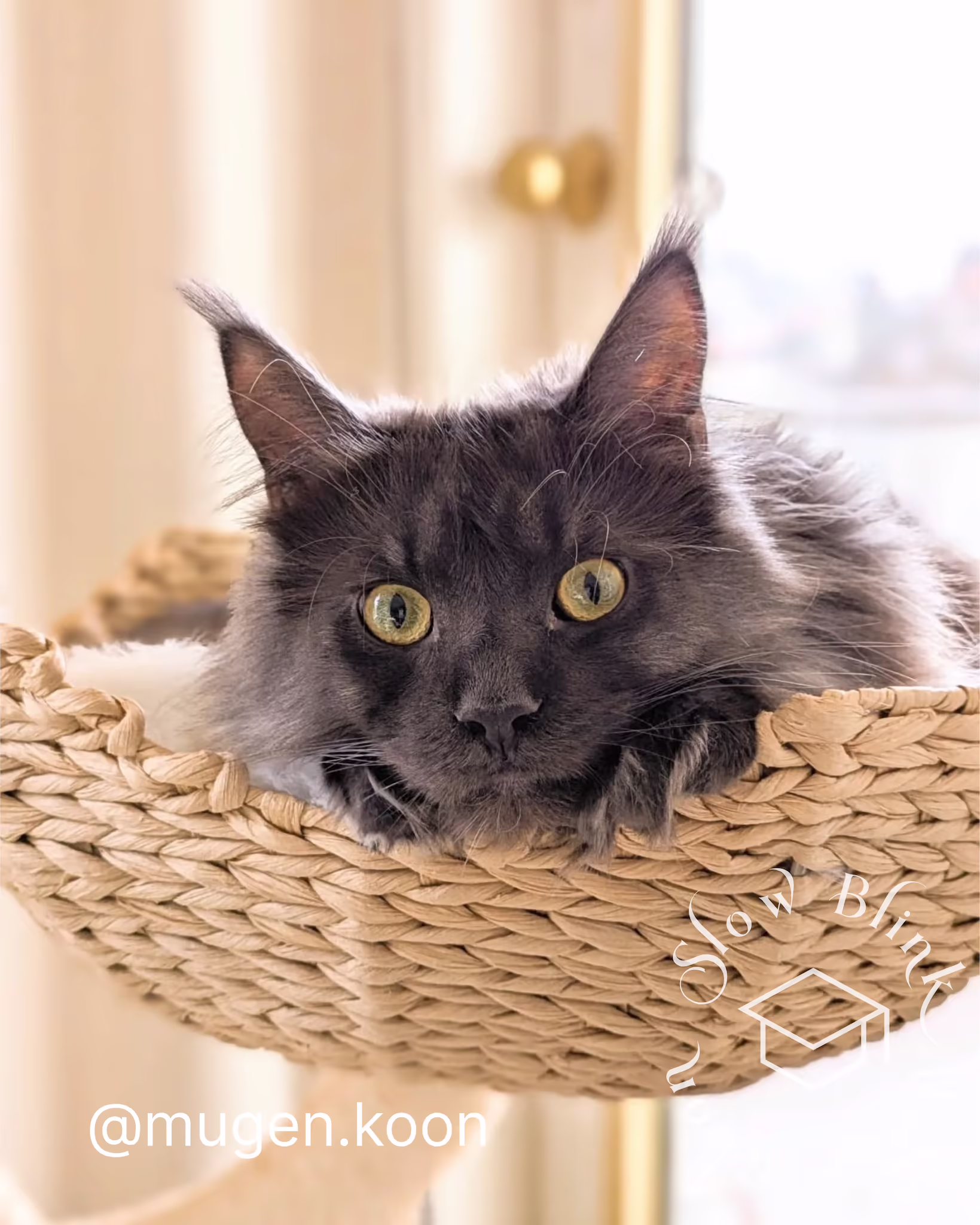 Customer Pictures of their Maine Coon Cats and Kittens who "Graduated" from SlowBlink MaineCoons > mugen.koon | blue smoke maine coon | male | ems code mco as | dec 2024 | idx 87