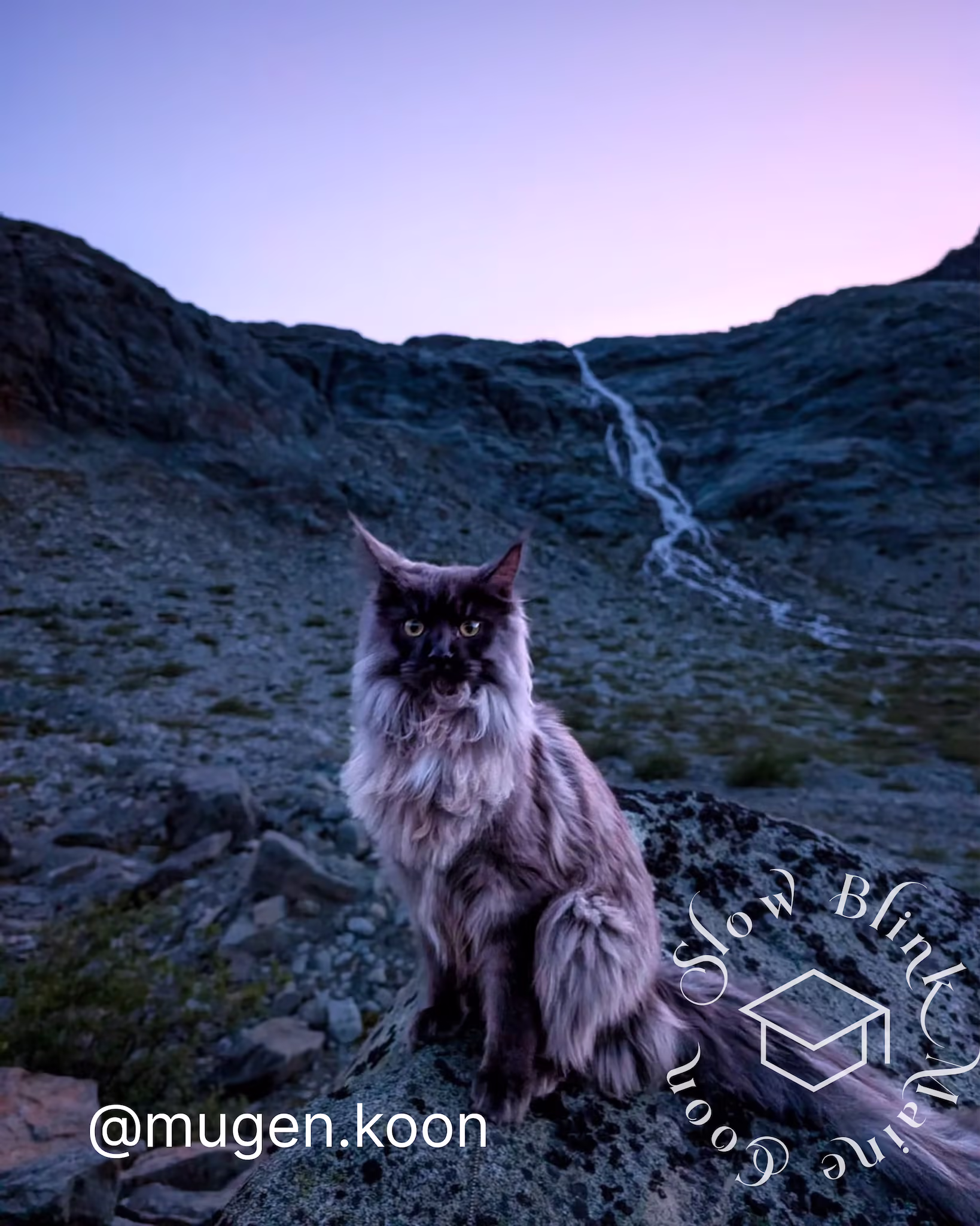 Customer Pictures of their Maine Coon Cats and Kittens who "Graduated" from SlowBlink MaineCoons > mugen.koon | blue smoke maine coon | male | ems code mco as | dec 2024 | idx 89