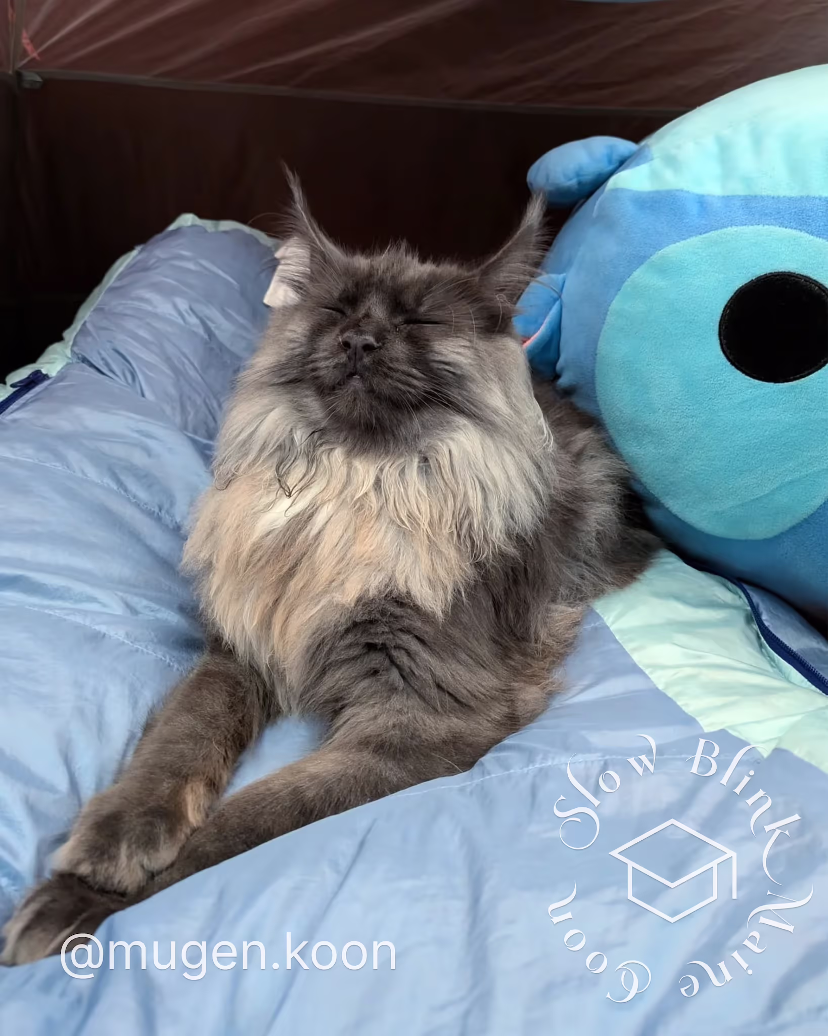 Customer Pictures of their Maine Coon Cats and Kittens who "Graduated" from SlowBlink MaineCoons > mugen.koon | blue smoke maine coon | male | ems code mco as | dec 2024 | idx 90