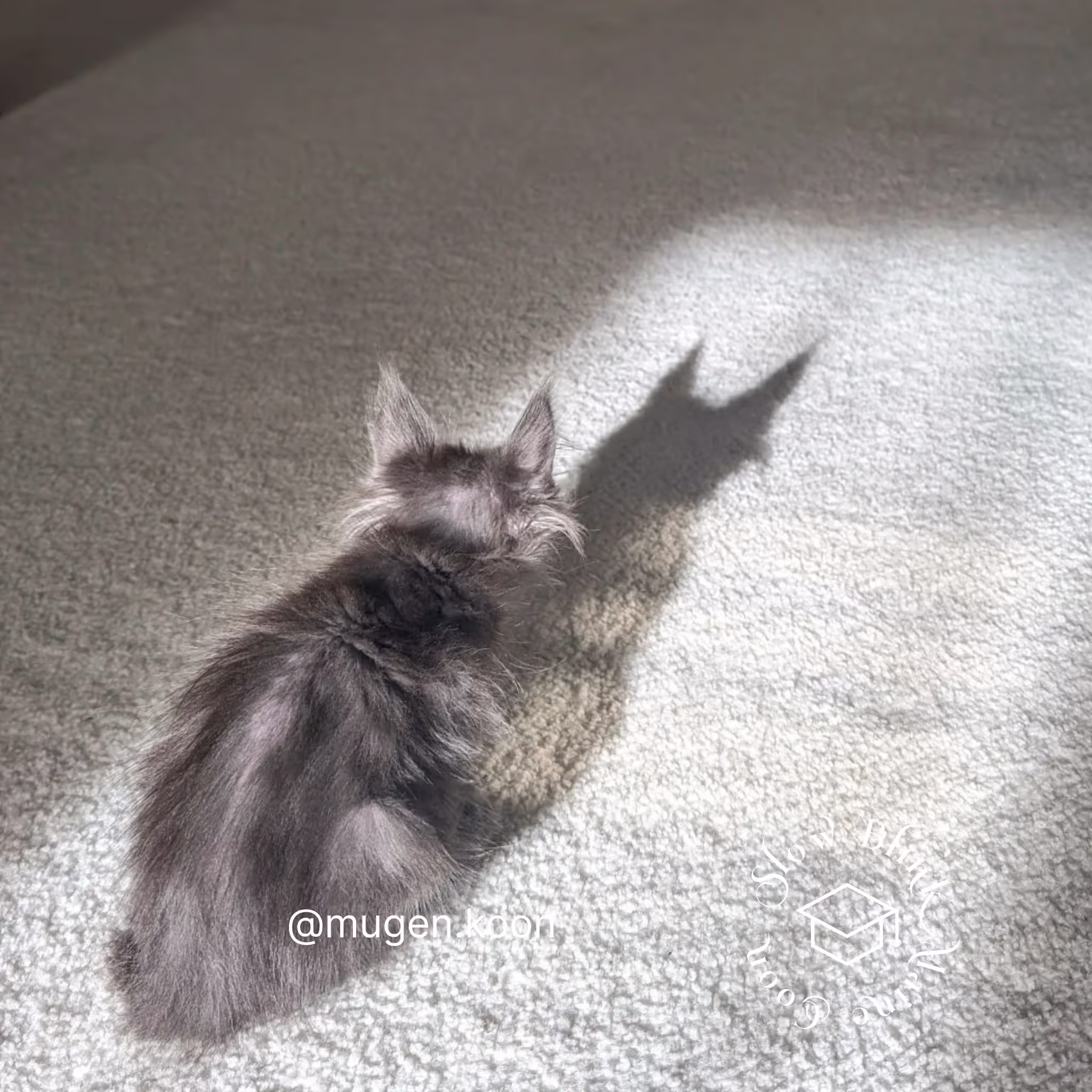 Customer Pictures of their Maine Coon Cats and Kittens who "Graduated" from SlowBlink MaineCoons > mugen.koon | blue smoke maine coon | male | ems code mco as | idx02