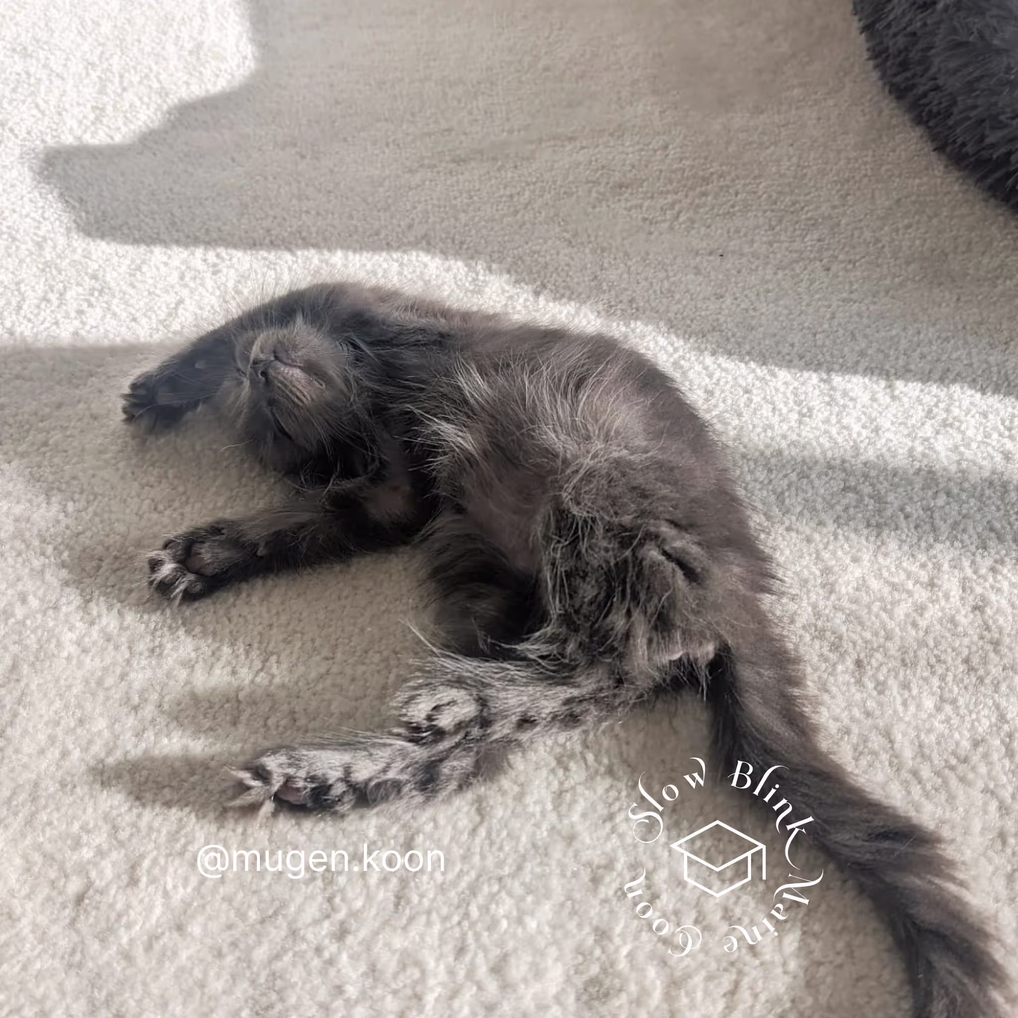 Customer Pictures of their Maine Coon Cats and Kittens who "Graduated" from SlowBlink MaineCoons > mugen.koon | blue smoke maine coon | male | ems code mco as | idx03