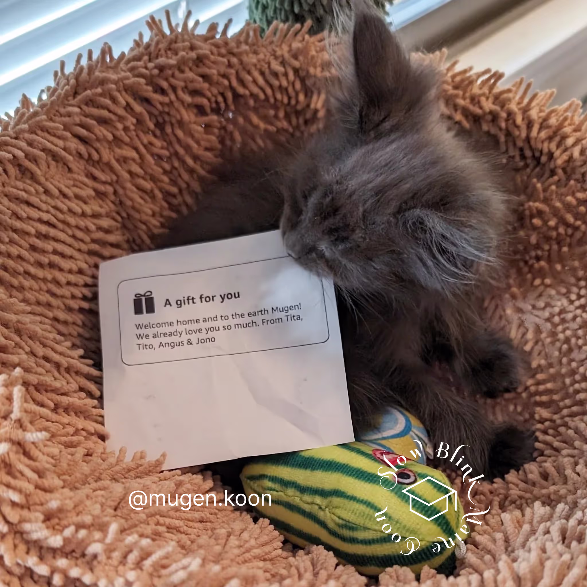 Customer Pictures of their Maine Coon Cats and Kittens who "Graduated" from SlowBlink MaineCoons > mugen.koon | blue smoke maine coon | male | ems code mco as | idx04
