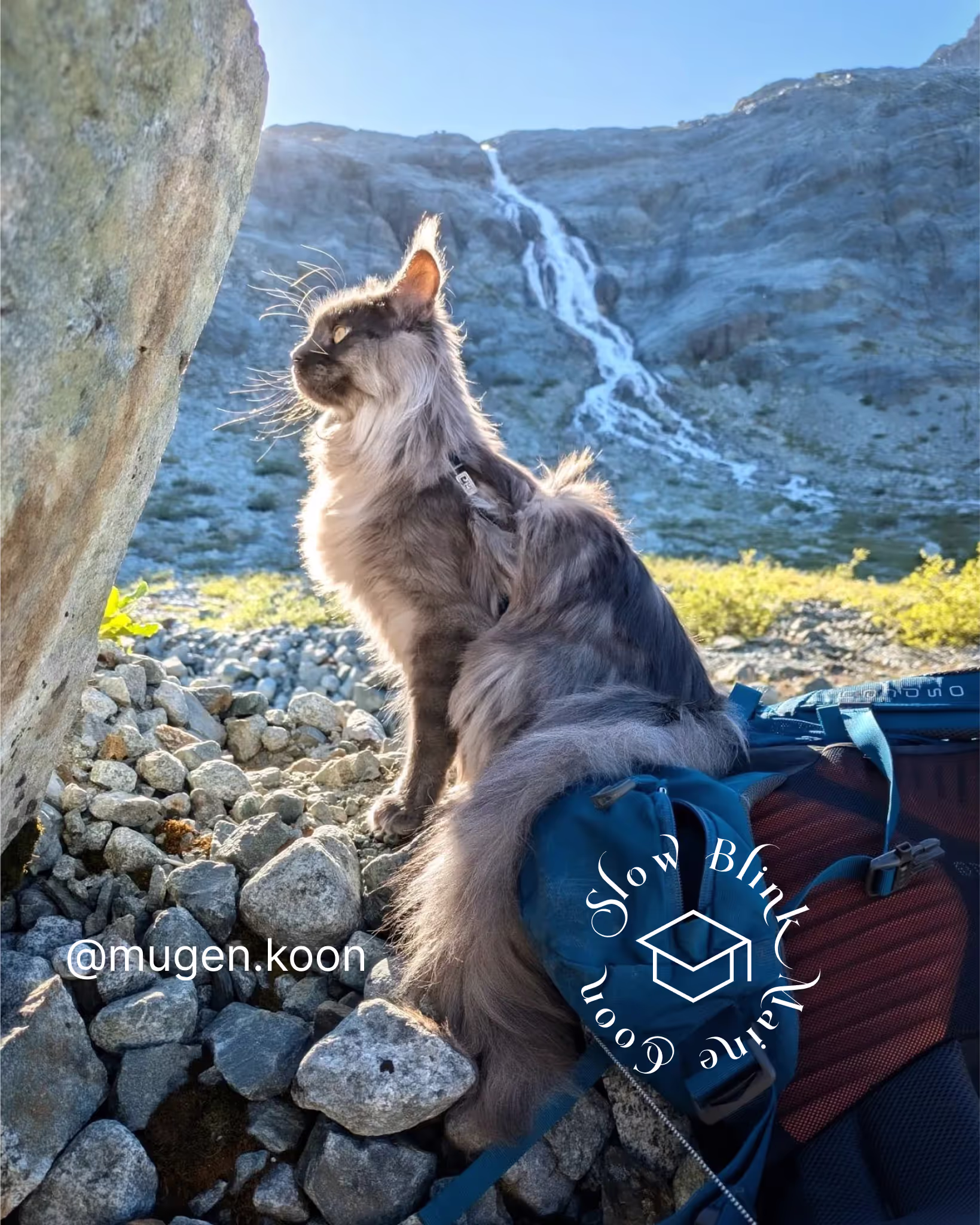 Customer Pictures of their Maine Coon Cats and Kittens who "Graduated" from SlowBlink MaineCoons > mugen.koon | blue smoke maine coon | male | ems code mco as | idx09