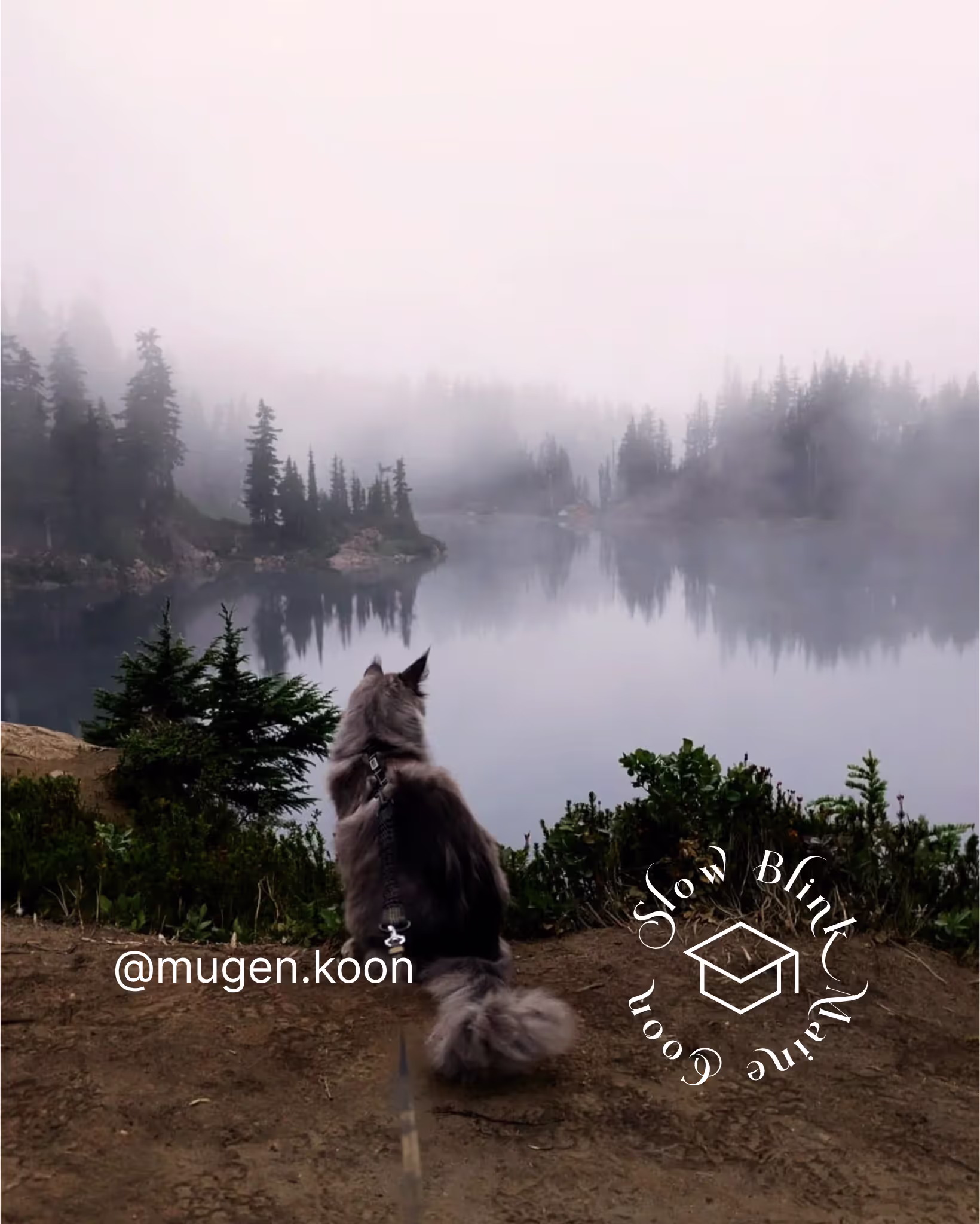 Customer Pictures of their Maine Coon Cats and Kittens who "Graduated" from SlowBlink MaineCoons > mugen.koon | blue smoke maine coon | male | ems code mco as | idx10