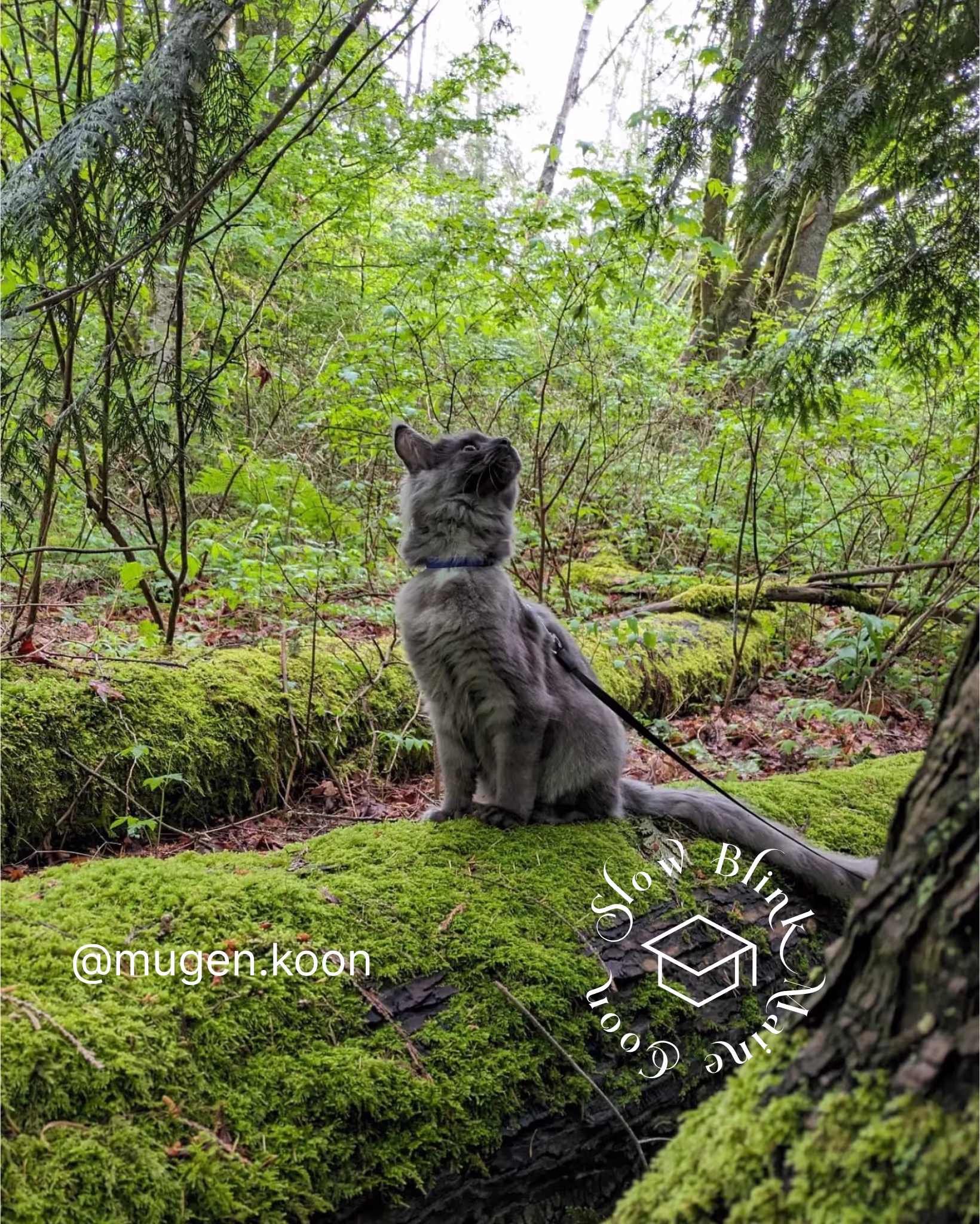 Customer Pictures of their Maine Coon Cats and Kittens who "Graduated" from SlowBlink MaineCoons > mugen.koon | blue smoke maine coon | male | ems code mco as | idx105