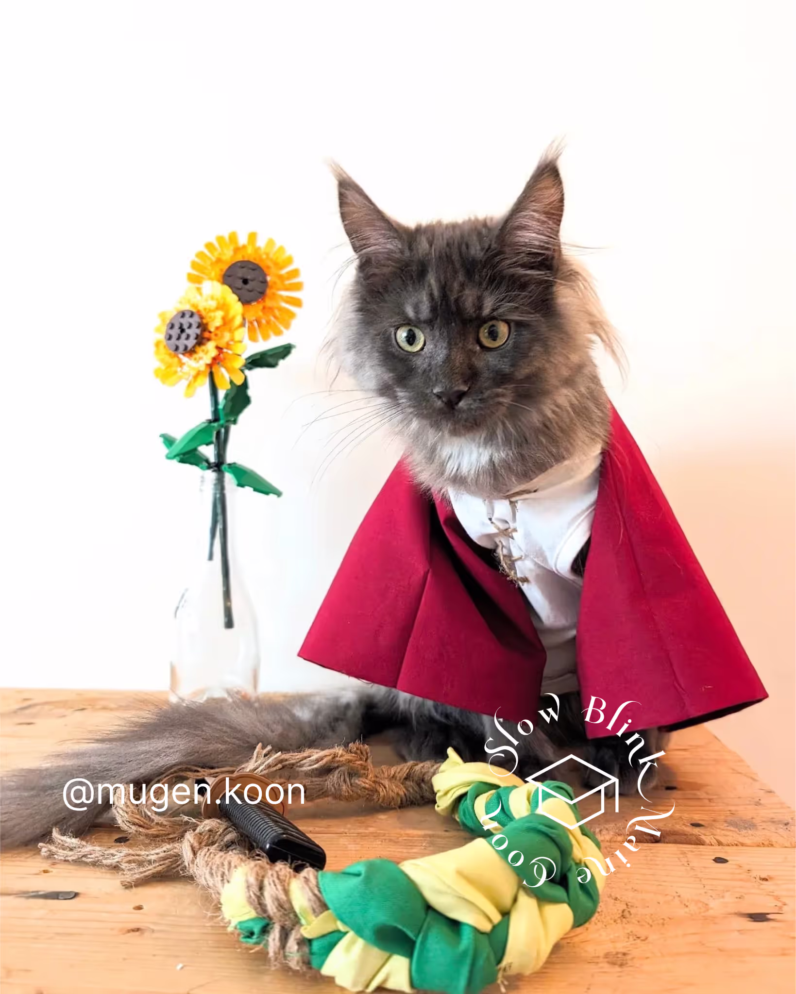 Customer Pictures of their Maine Coon Cats and Kittens who "Graduated" from SlowBlink MaineCoons > mugen.koon | blue smoke maine coon | male | ems code mco as | idx106