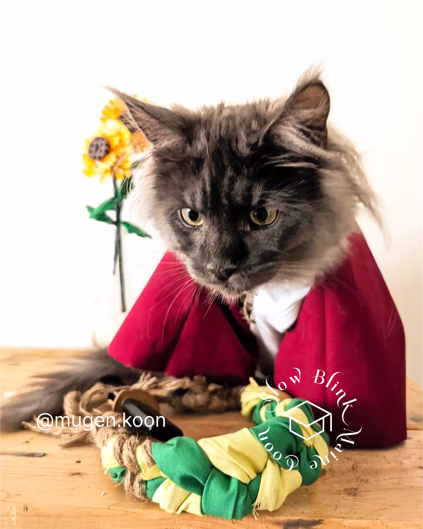 Customer Pictures of their Maine Coon Cats and Kittens who "Graduated" from SlowBlink MaineCoons > mugen.koon | blue smoke maine coon | male | ems code mco as | idx107