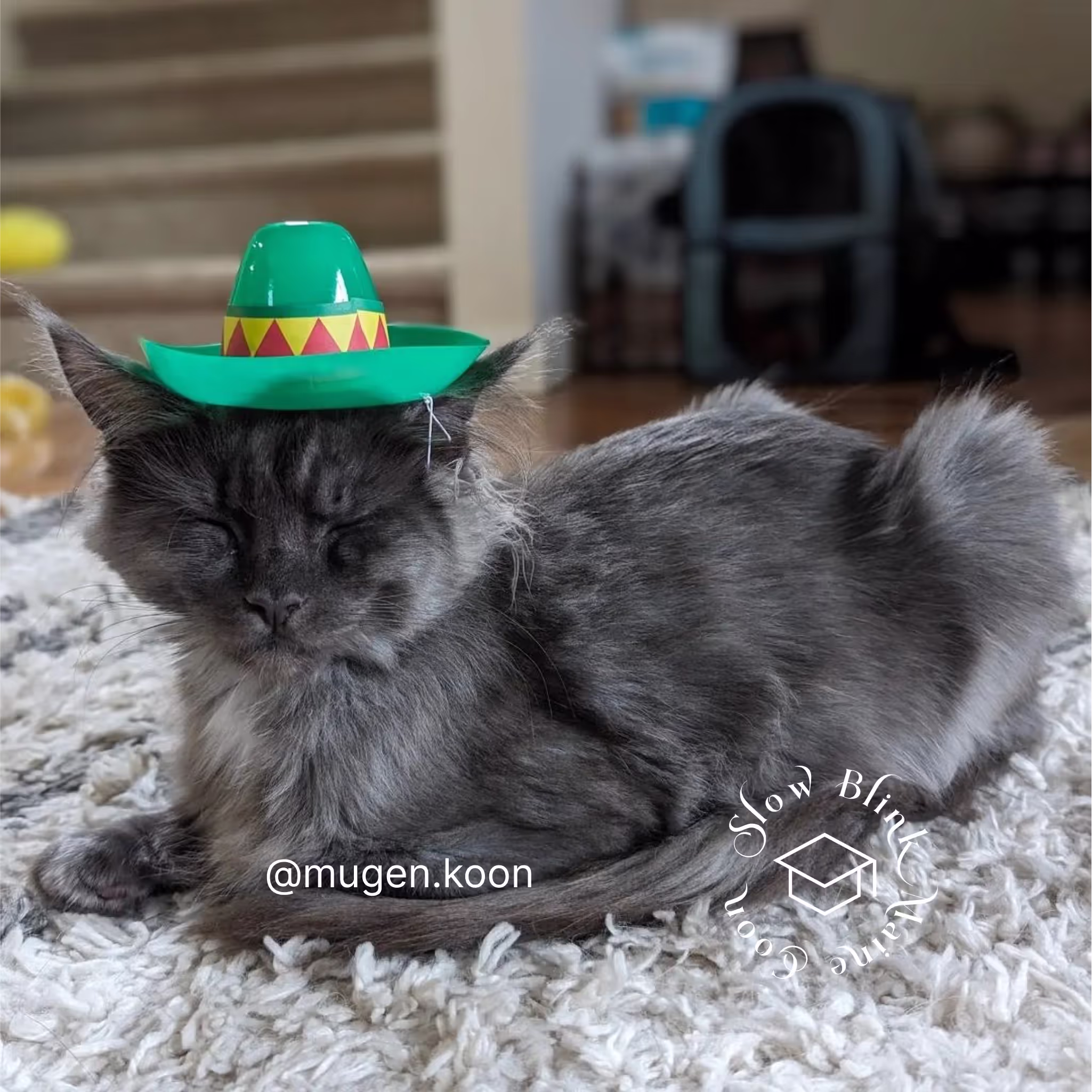 Customer Pictures of their Maine Coon Cats and Kittens who "Graduated" from SlowBlink MaineCoons > mugen.koon | blue smoke maine coon | male | ems code mco as | idx108