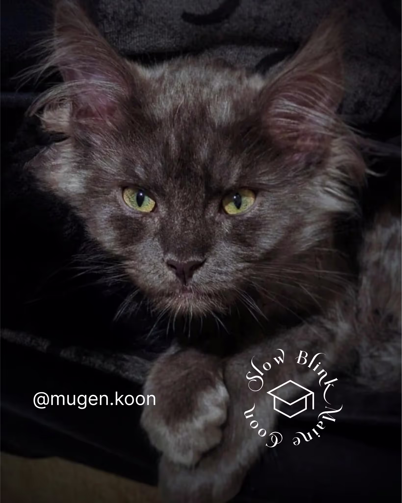 Customer Pictures of their Maine Coon Cats and Kittens who "Graduated" from SlowBlink MaineCoons > mugen.koon | blue smoke maine coon | male | ems code mco as | idx109